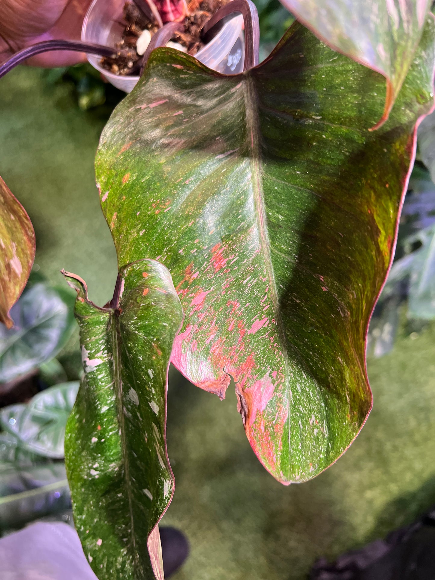 Philodendron Galaxy Tri-Color