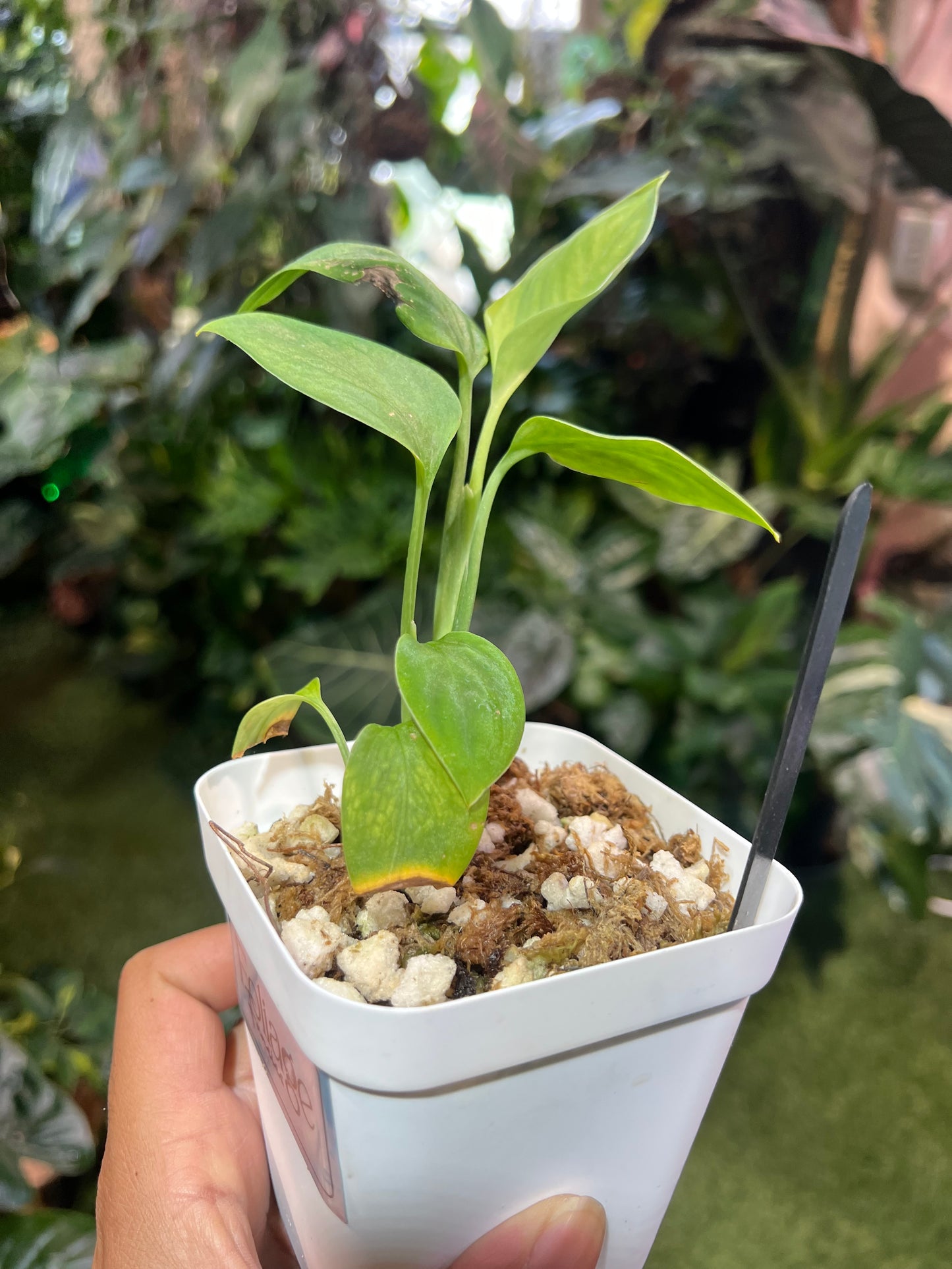Monstera Peru Velvet