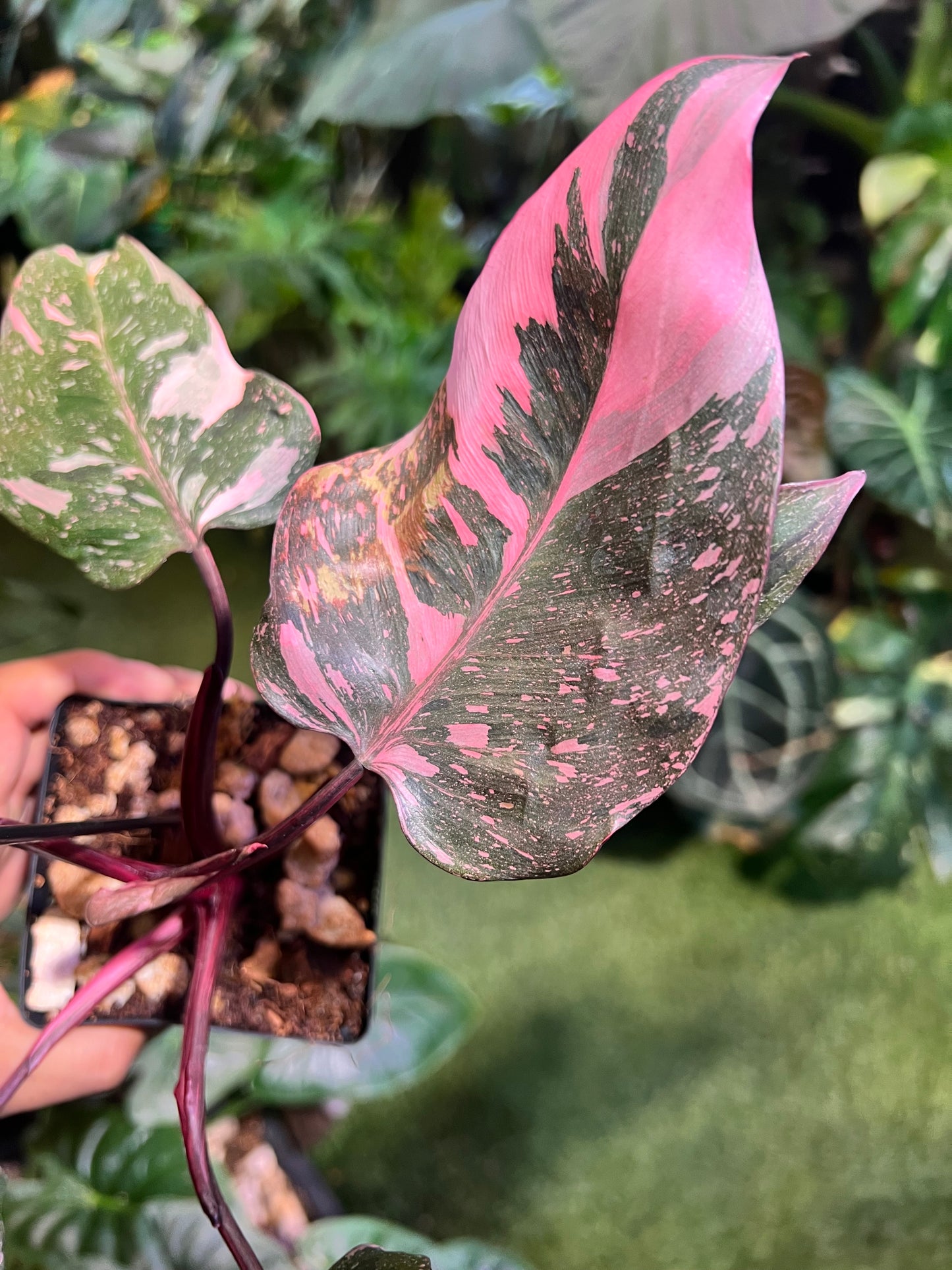 Philodendron Pink Princess Galaxy