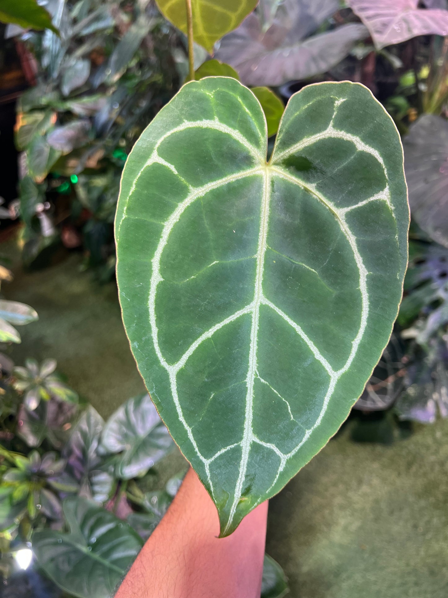 Anthurium Crystallinum