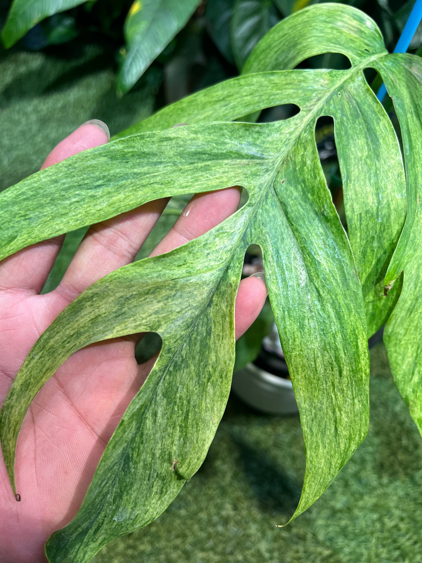 Epipremnum Mint Tricolor