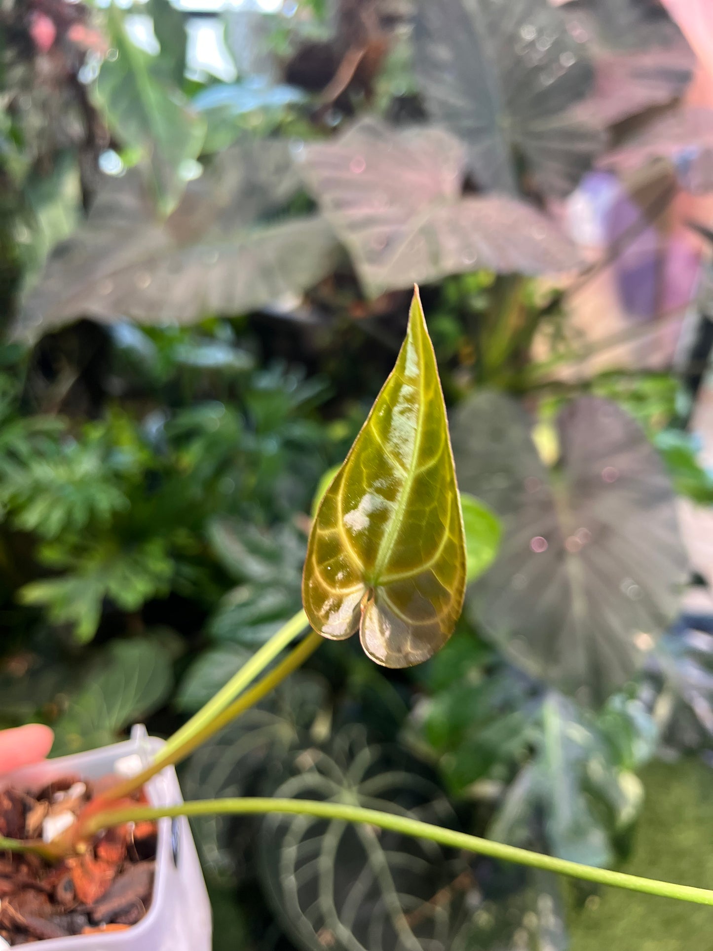 Anthurium Red Crystallinum x Magnificum x AOS