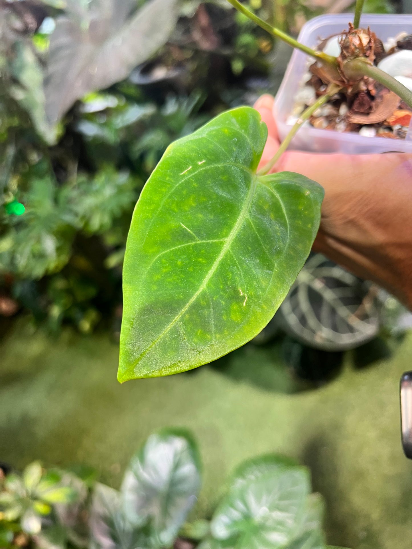 Anthurium Regale x Ree Hoffmannii