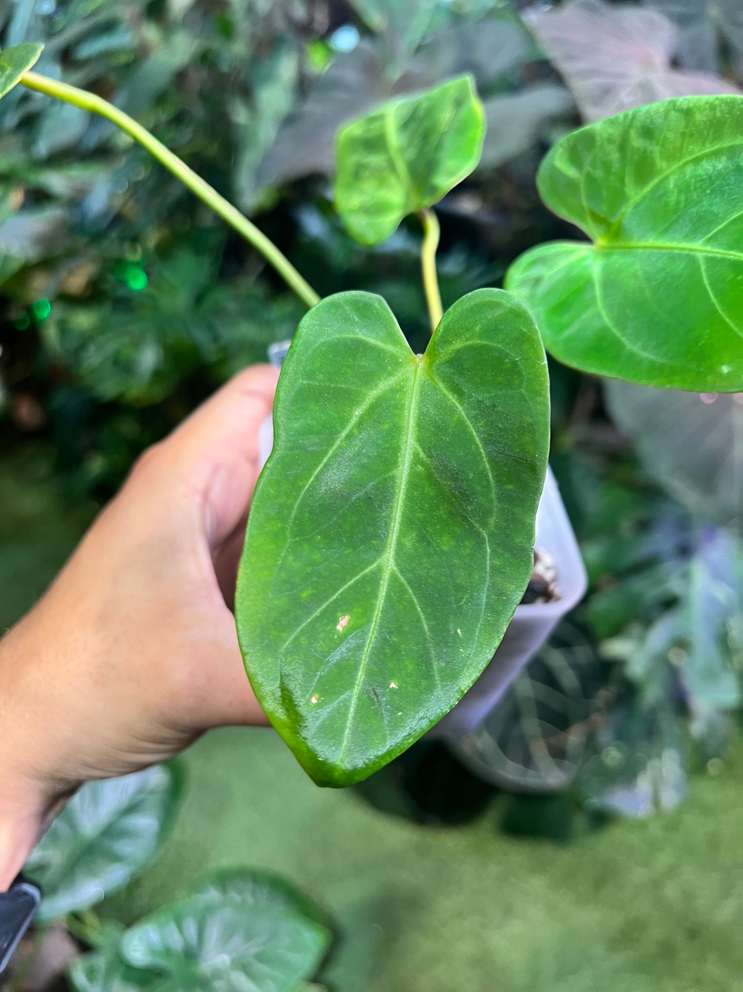 Anthurium Regale x Ree Hoffmannii