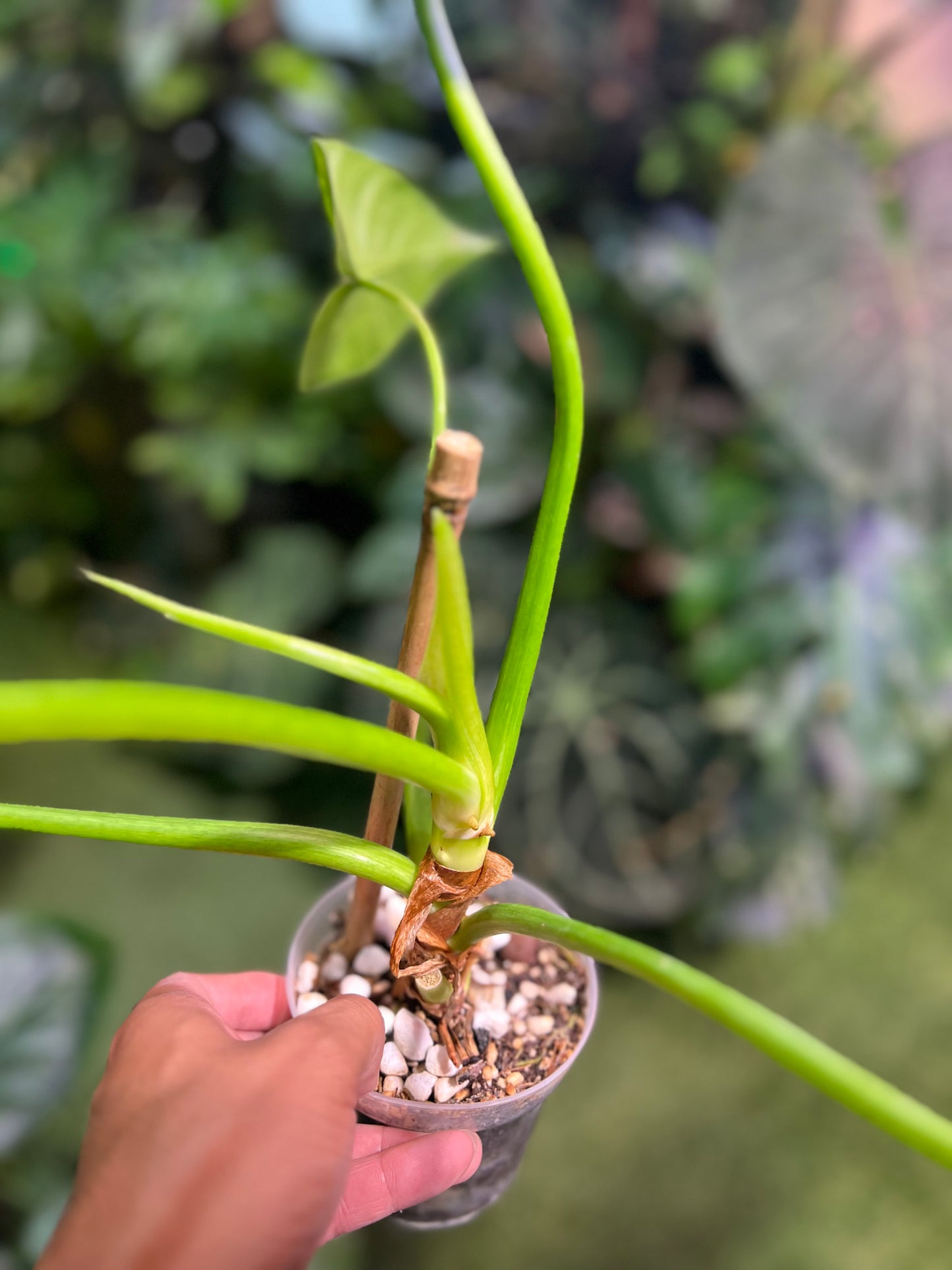 Philodendron Giganteum “Blizzard” (Low Var)