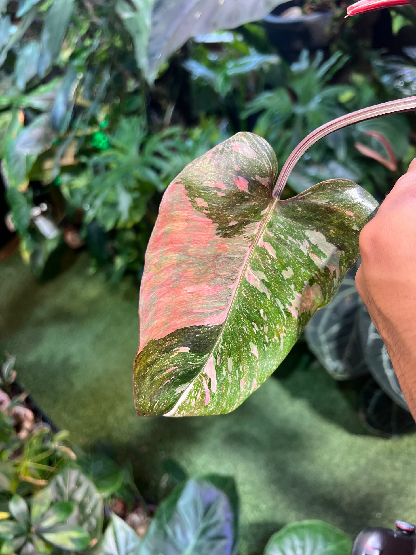 Philodendron Galaxy Tri-Color