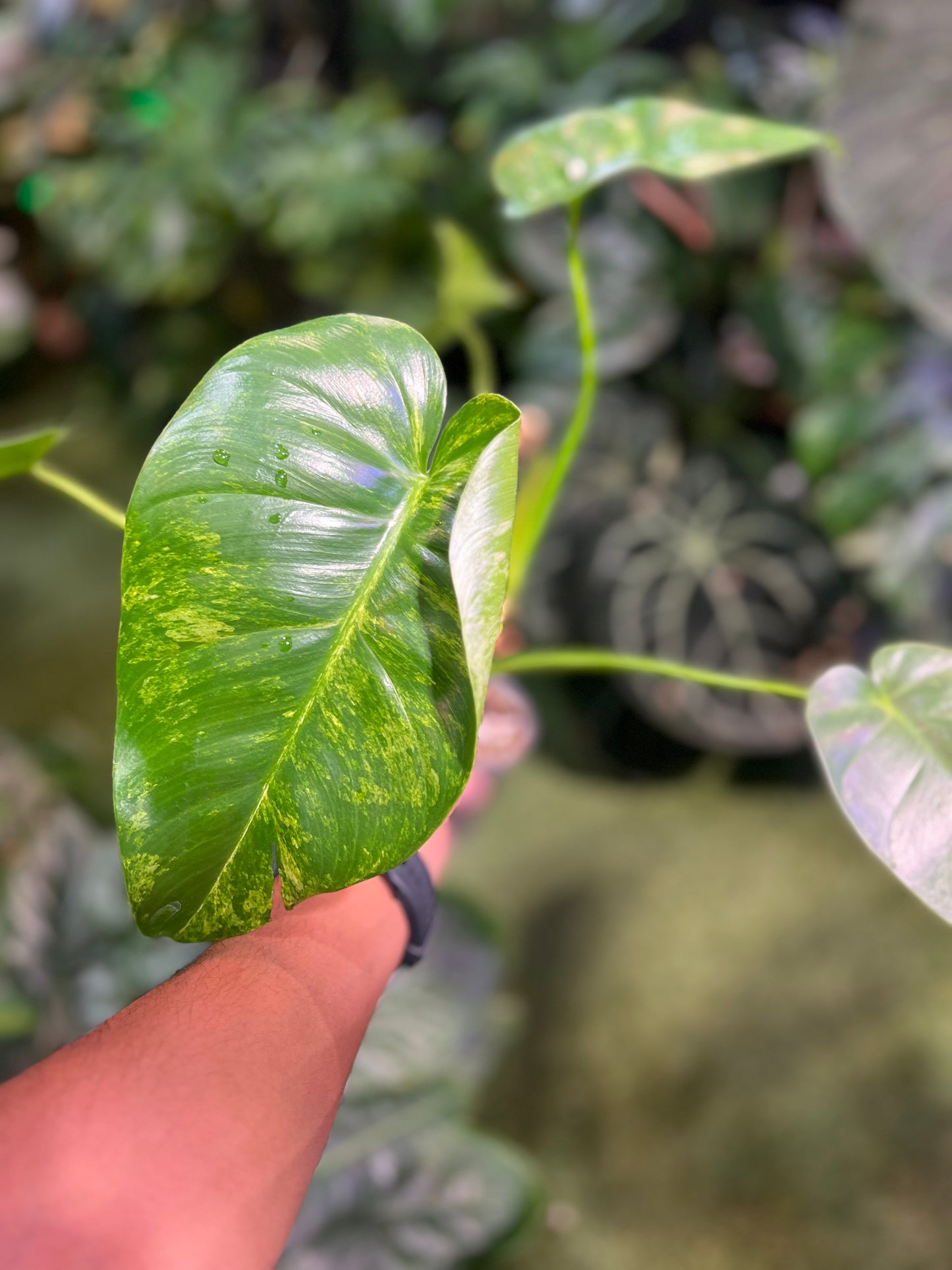 Philodendron Giganteum “Blizzard” (Low Var)