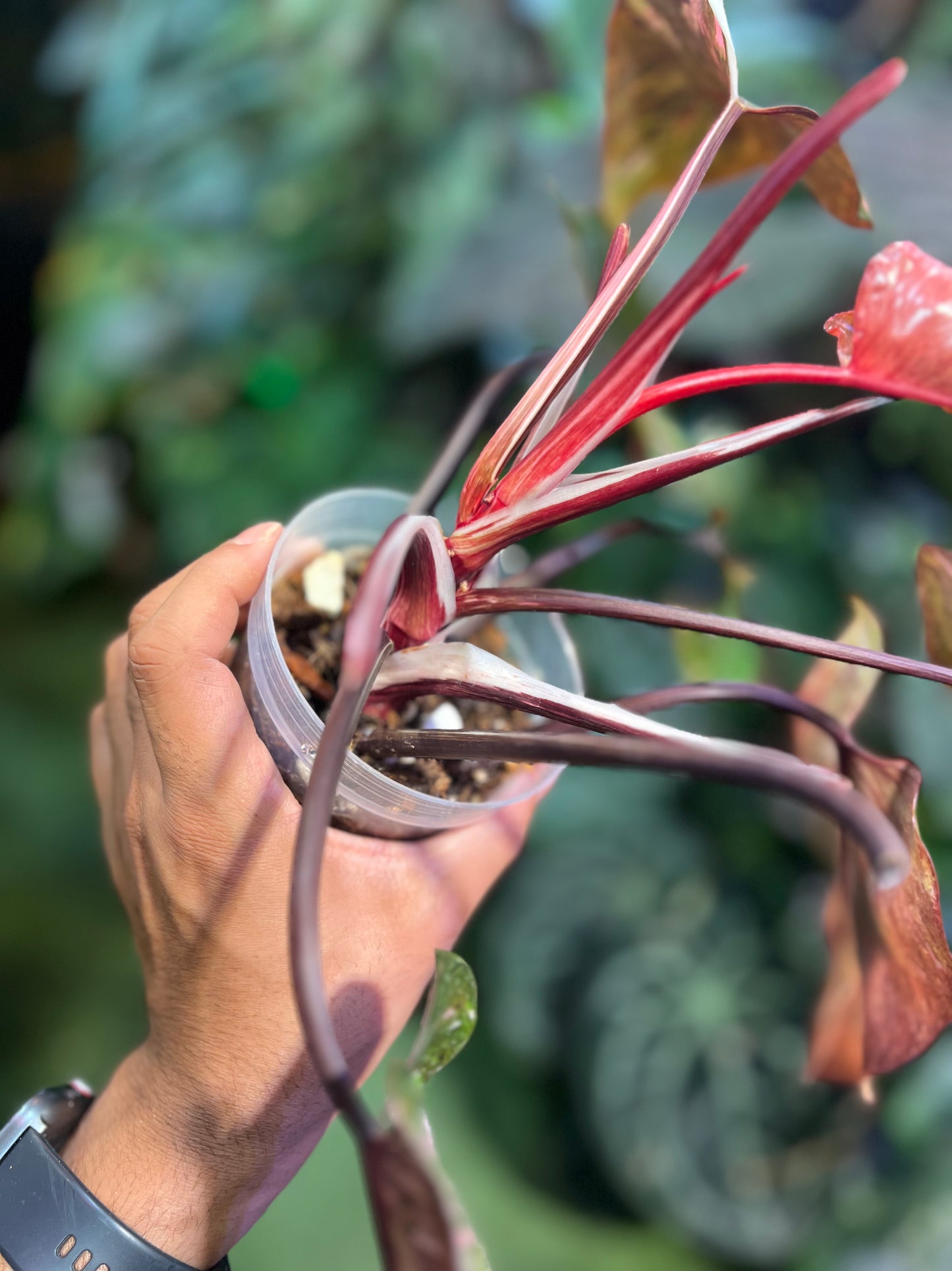Philodendron Galaxy Tri-Color