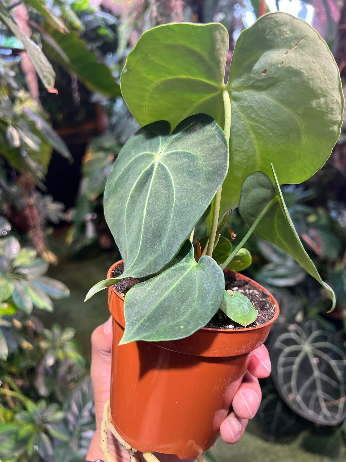 Anthurium Clarinervium