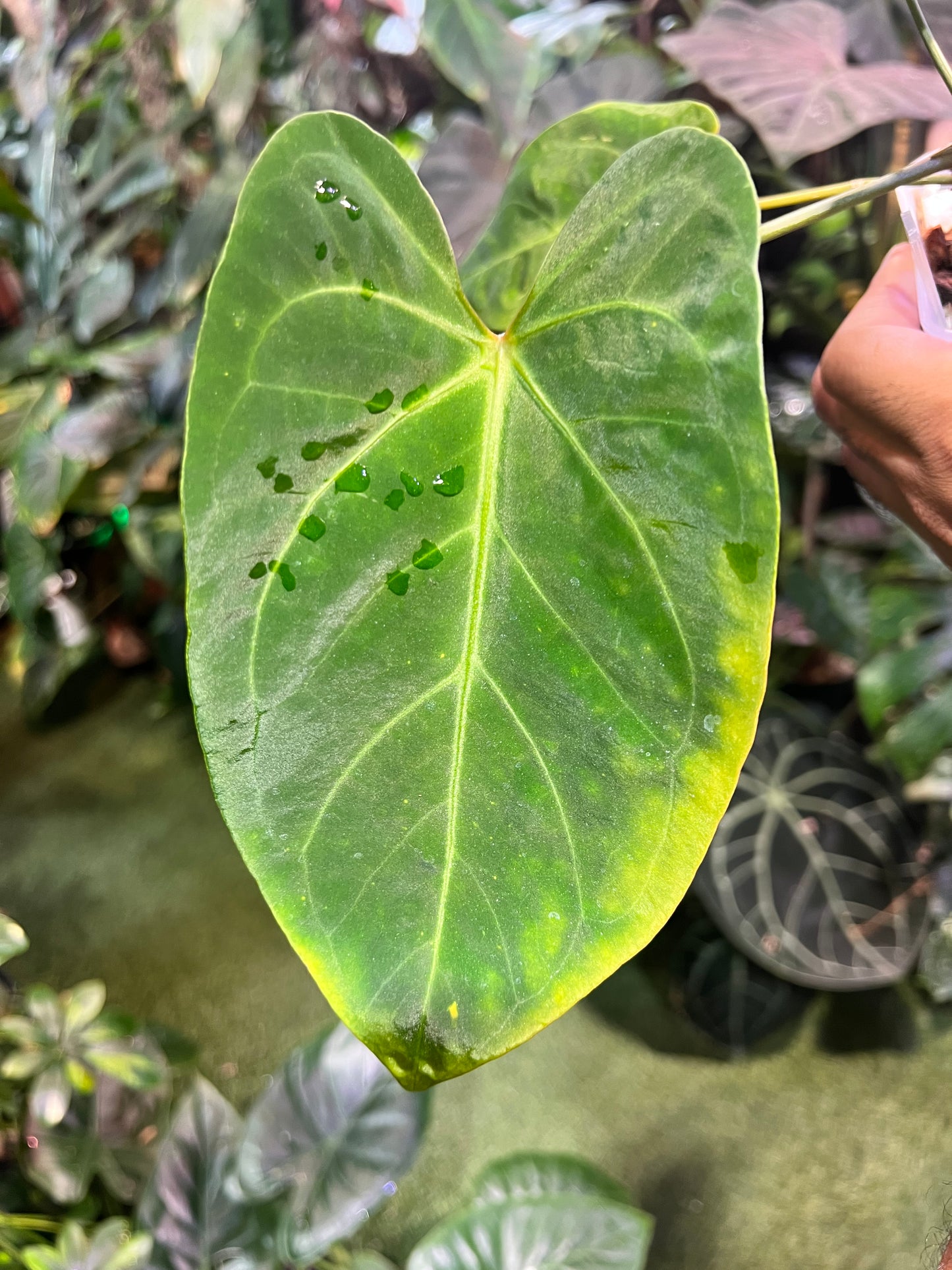 Anthurium Regale x Ree Hoffmannii