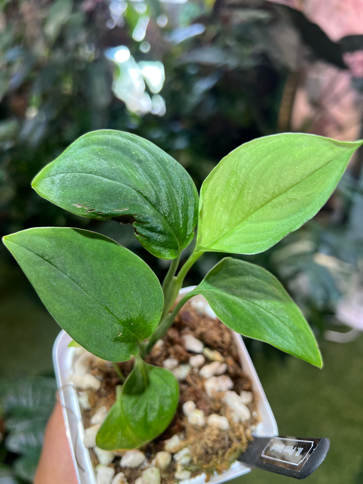 Monstera Peru Velvet