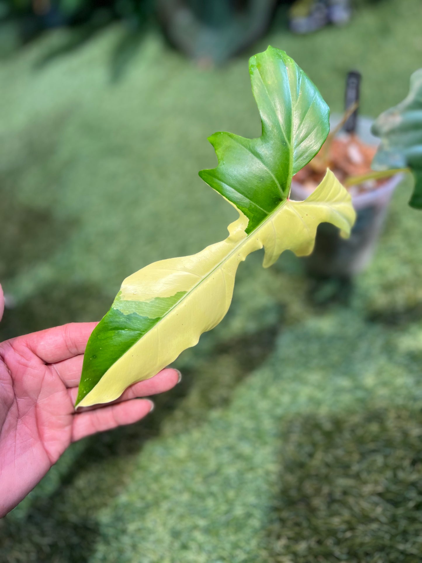 Philodendron Golden Dragon Variegated
