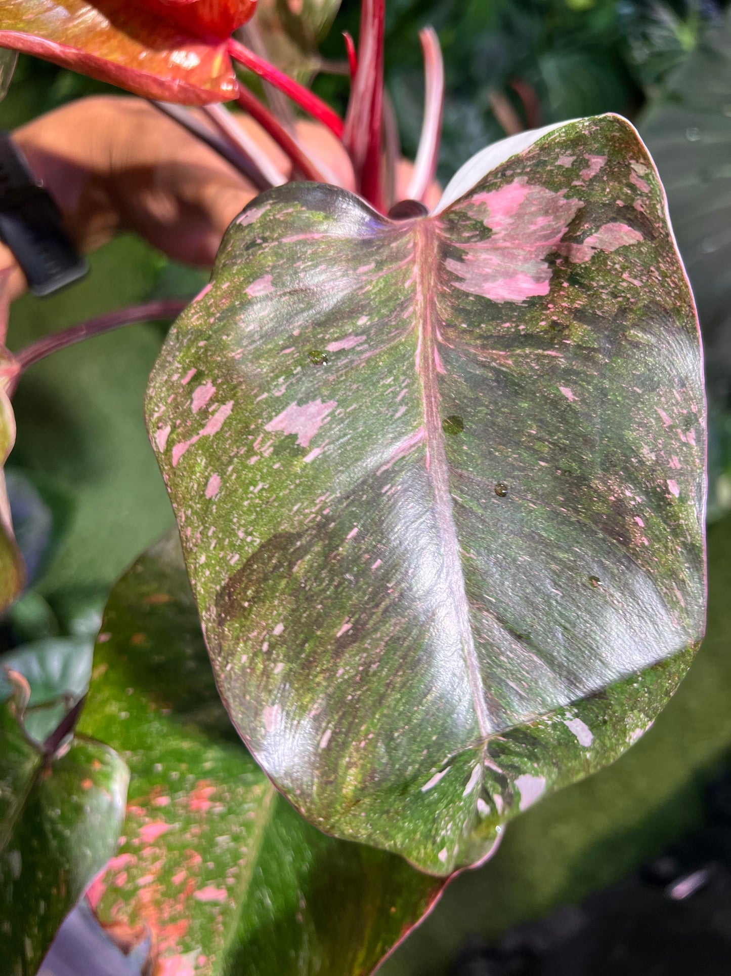 Philodendron Galaxy Tri-Color