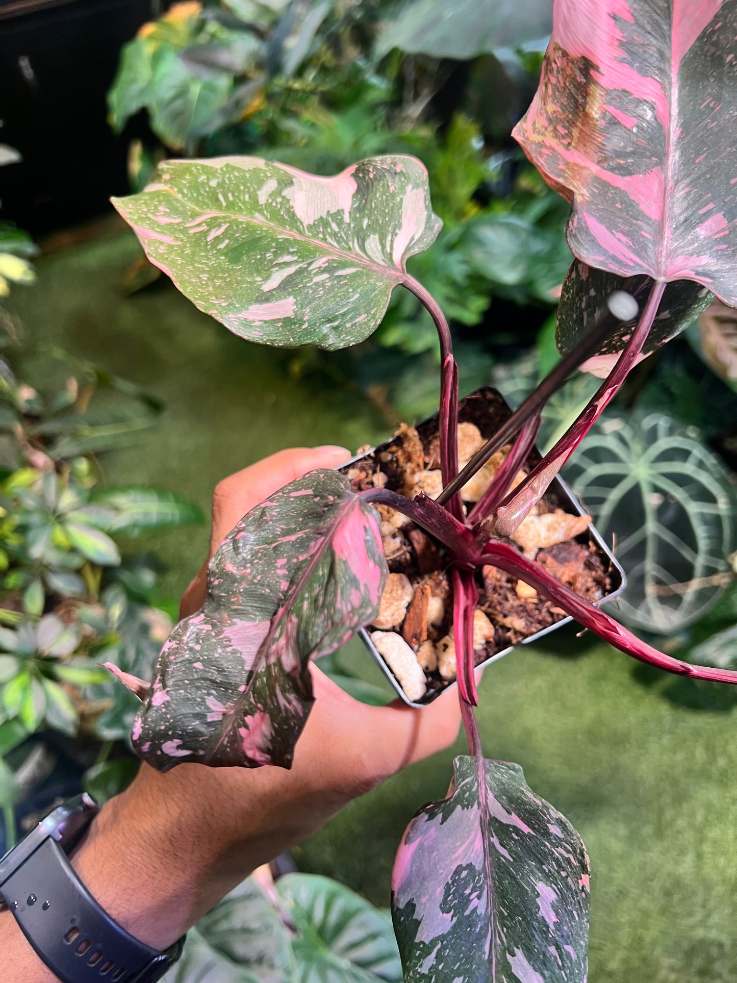 Philodendron Pink Princess Galaxy