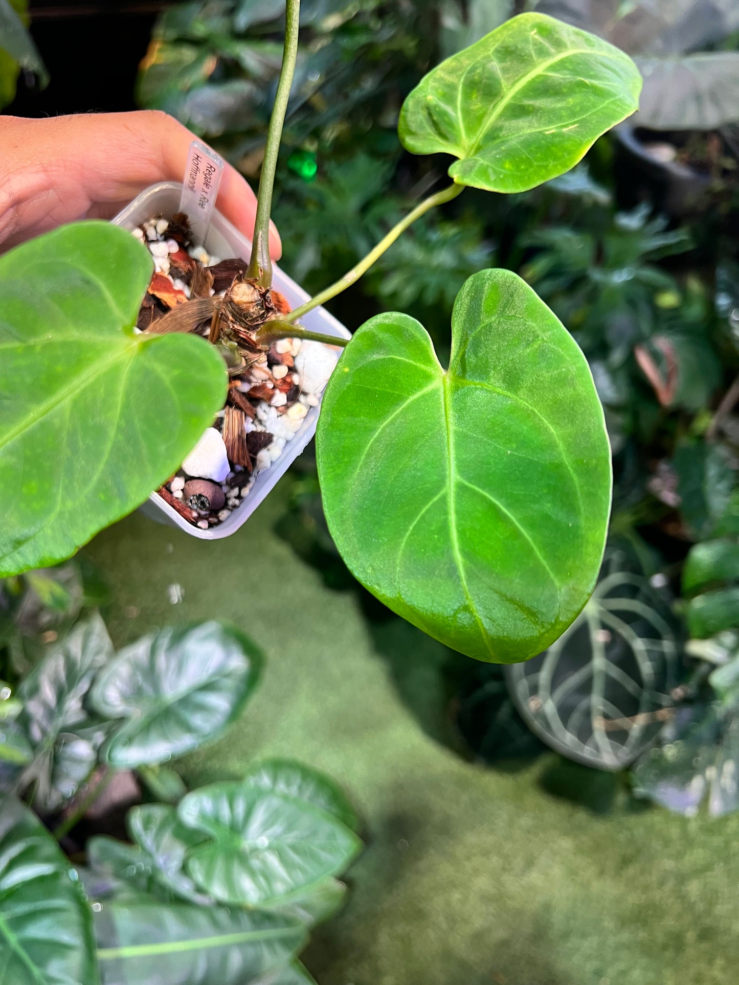 Anthurium Regale x Ree Hoffmannii