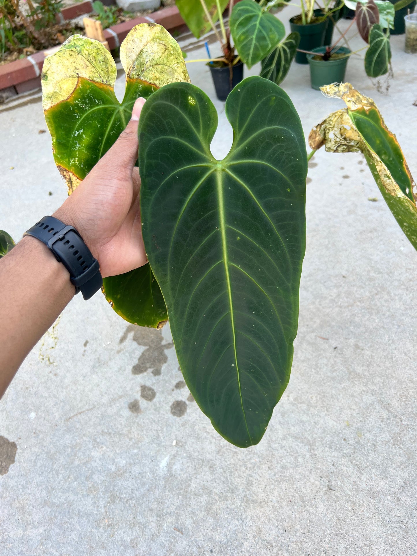 Anthurium Esmeralda