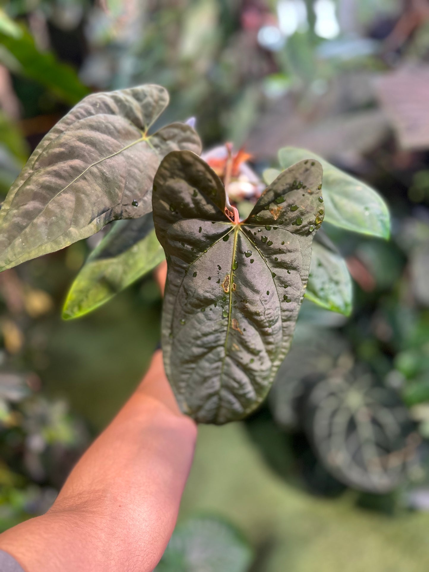 Anthurium Ree Pap x Dark & Stormy