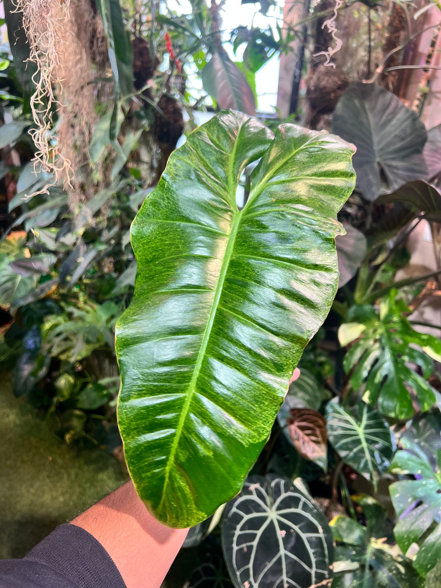 Philodendron Paraiso Verde