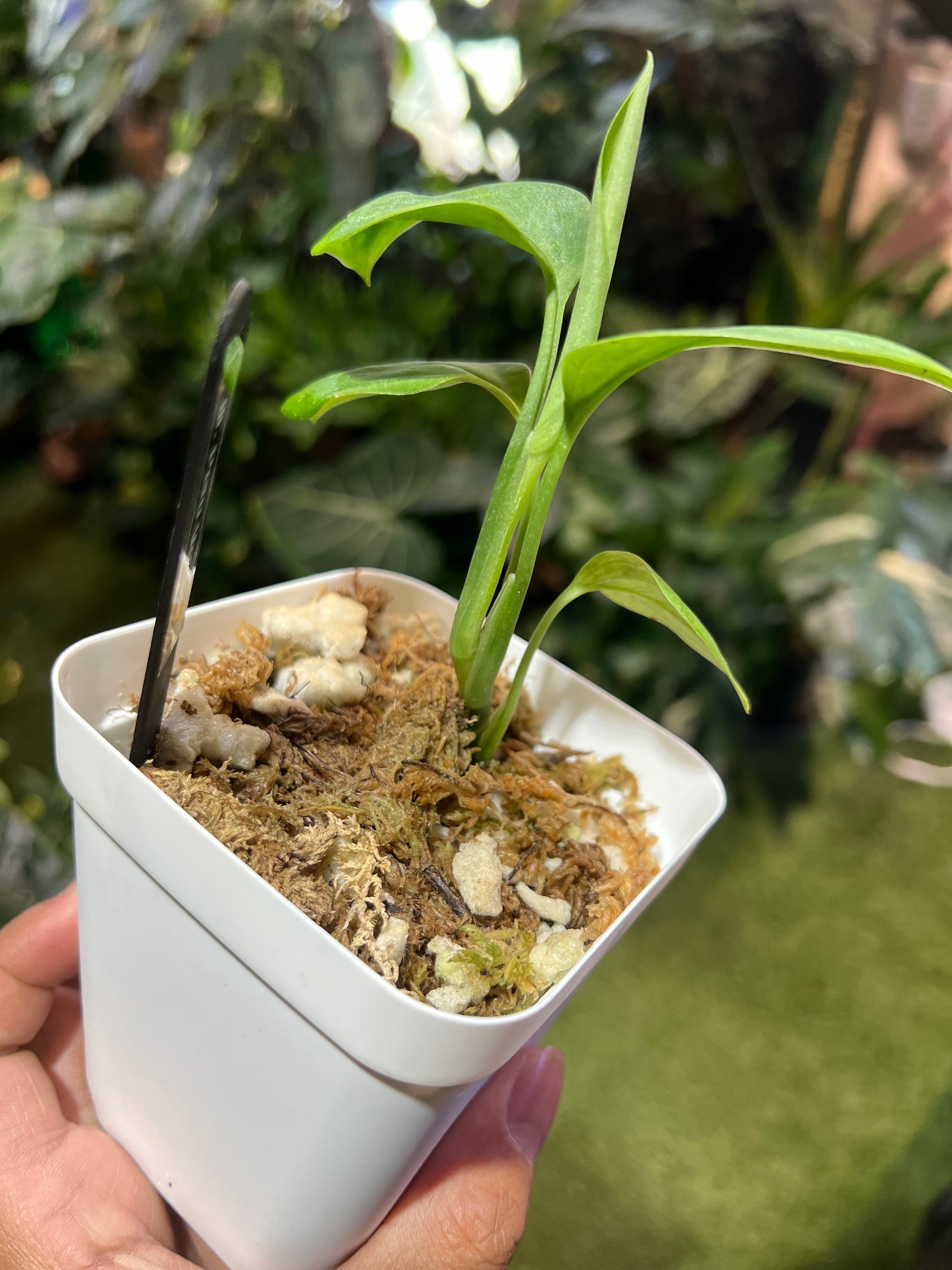Monstera Peru Velvet