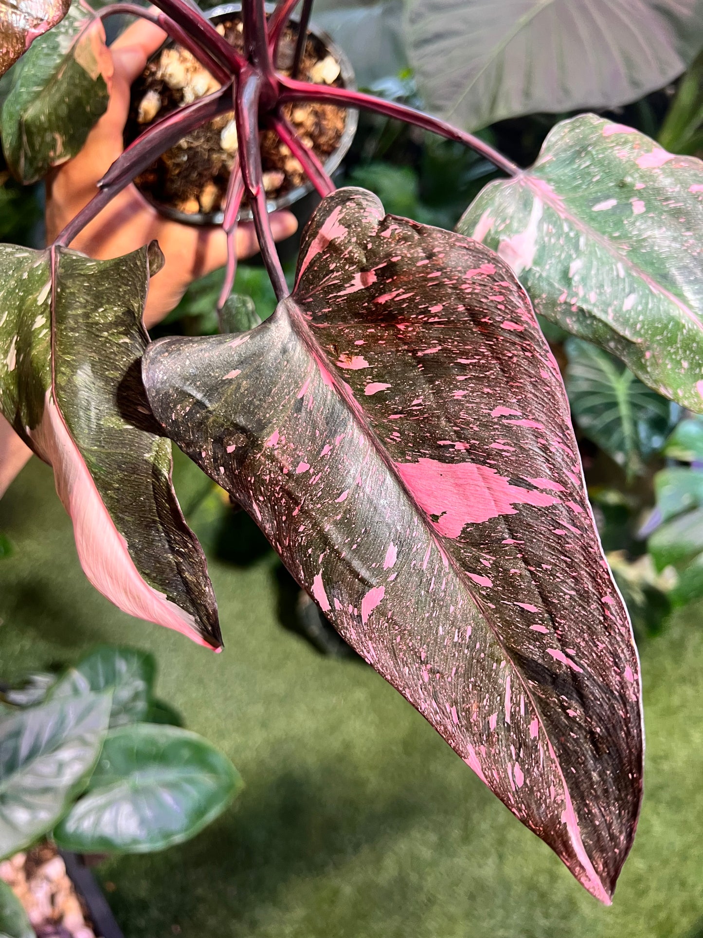 Philodendron Pink Princess Galaxy