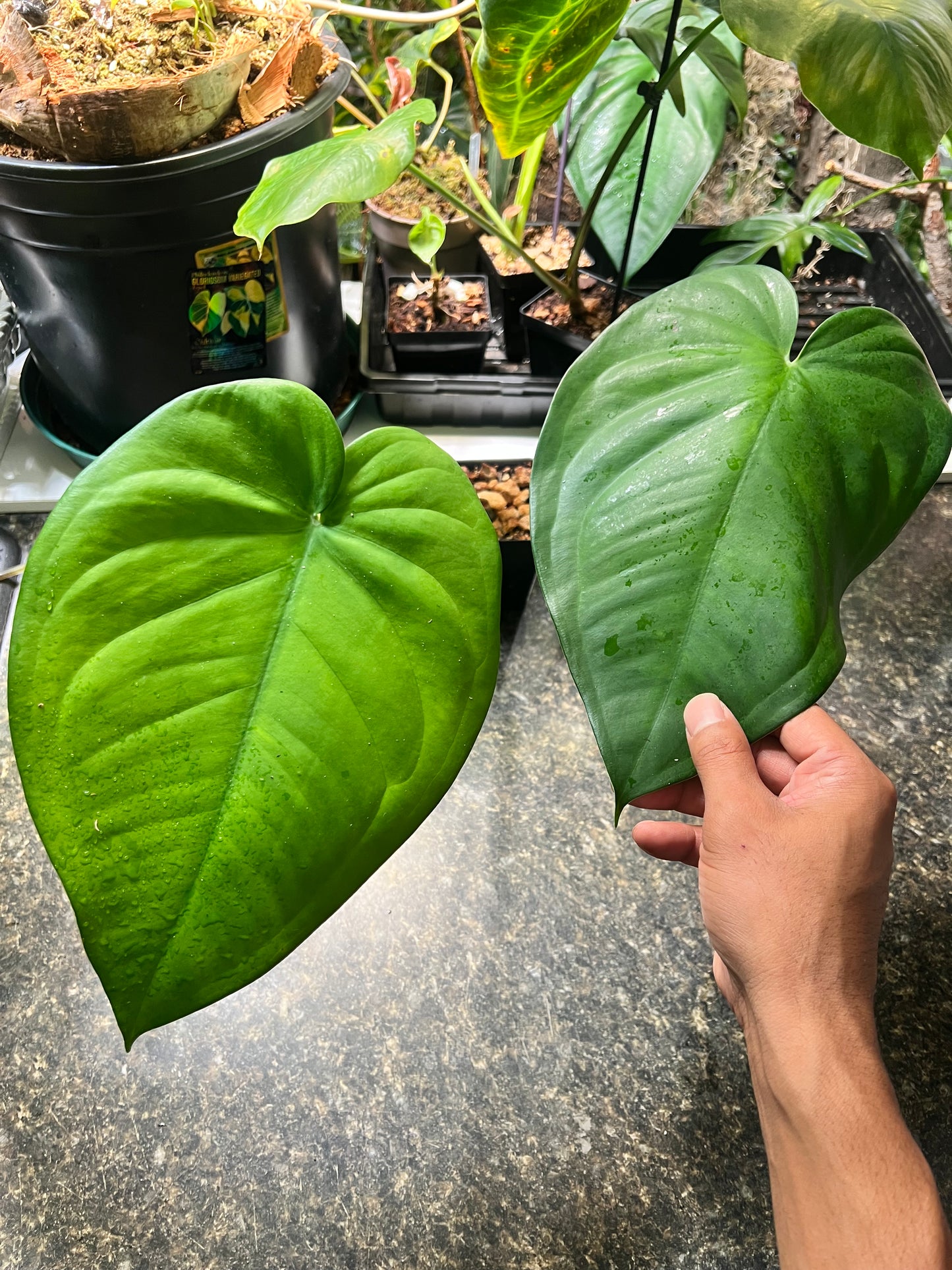 Syngonium Chiapense