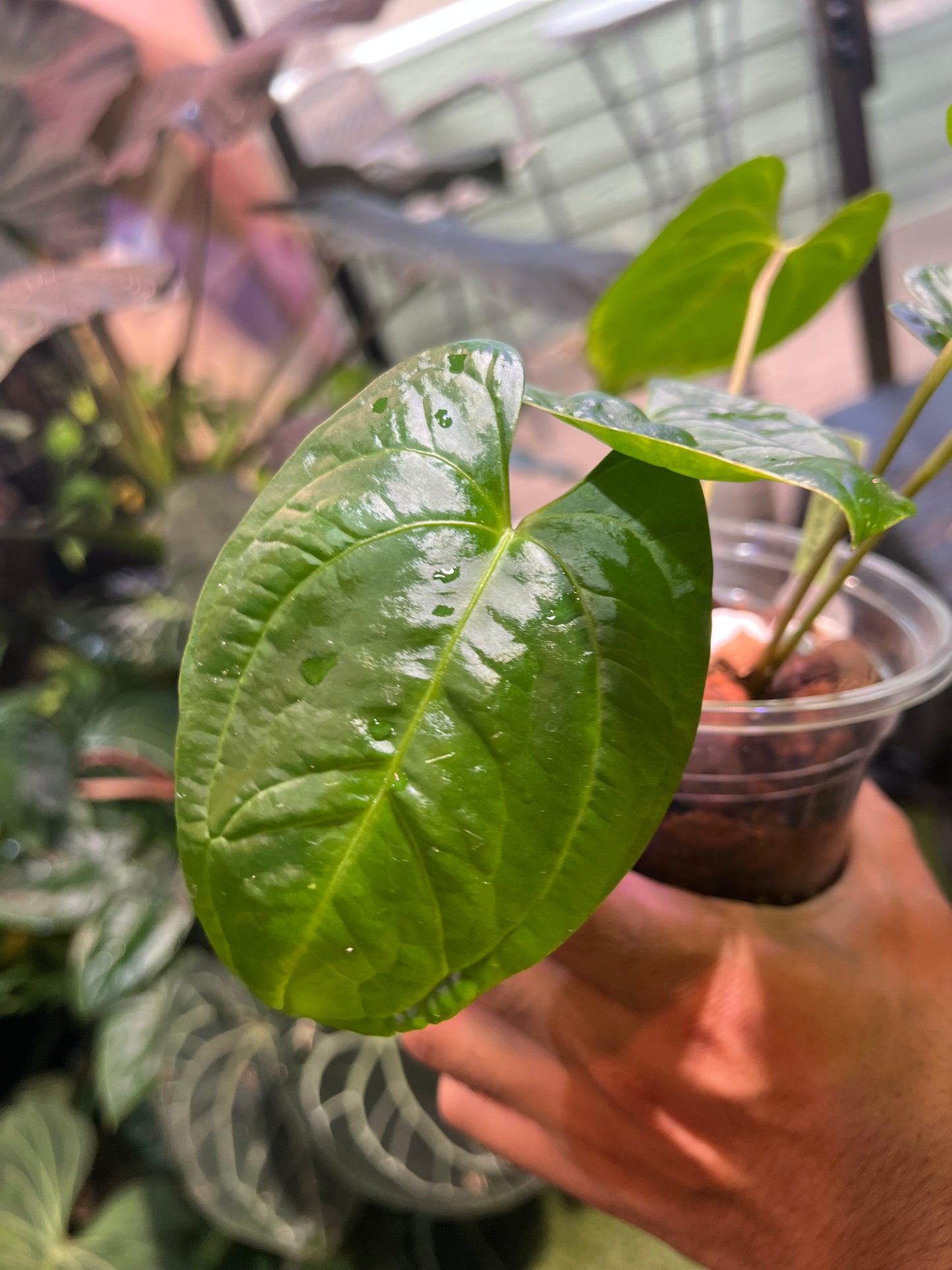 Anthurium Ochranthum Sub Velvet x Pap RA #16