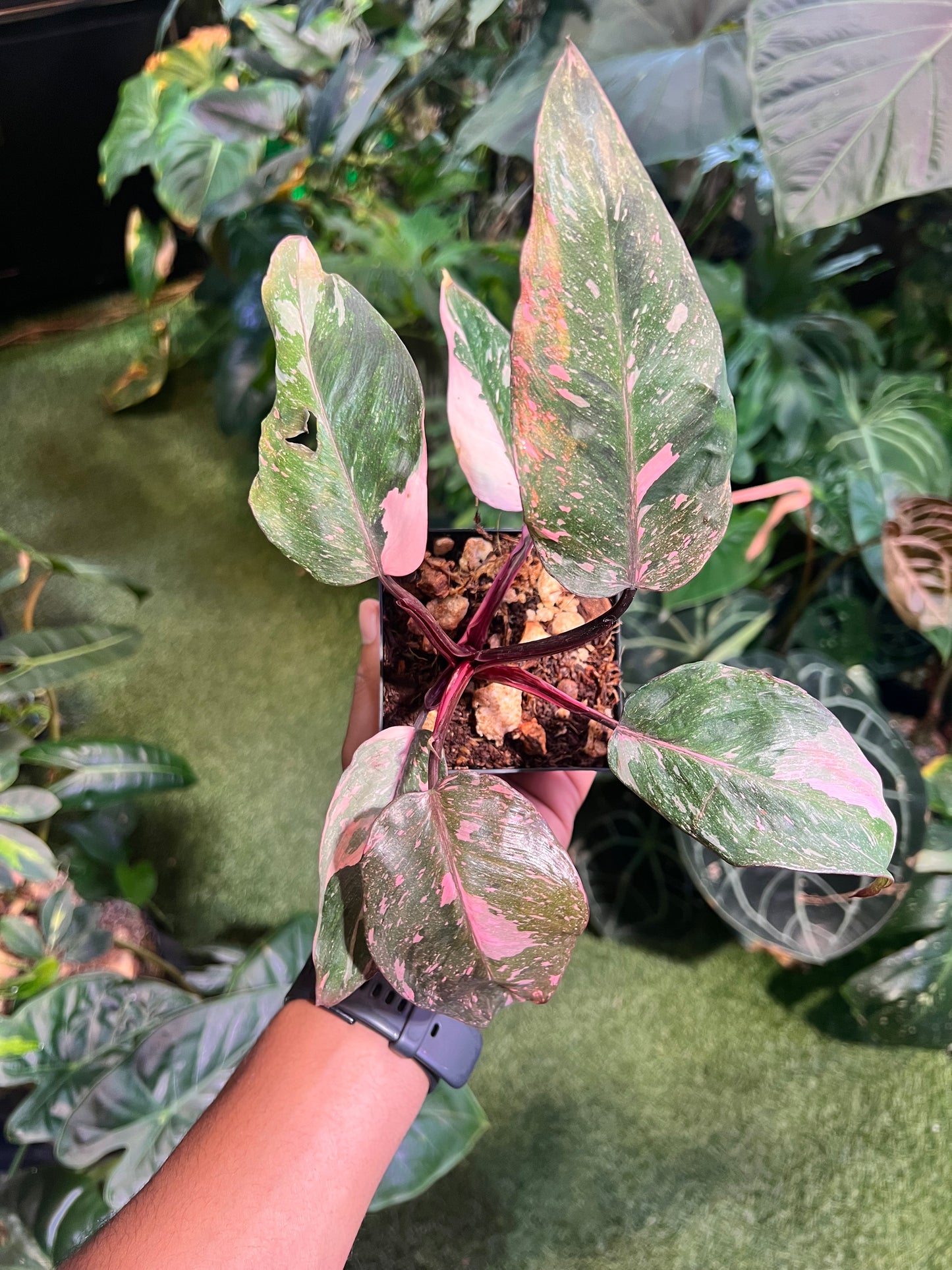 Philodendron Pink Princess Galaxy