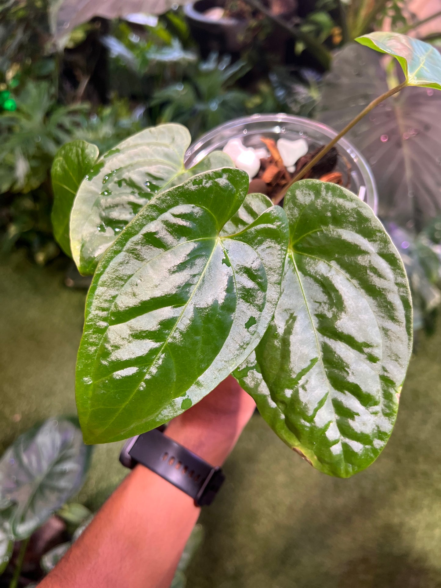 Anthurium Ochranthum Sub Velvet x Pap RA #16