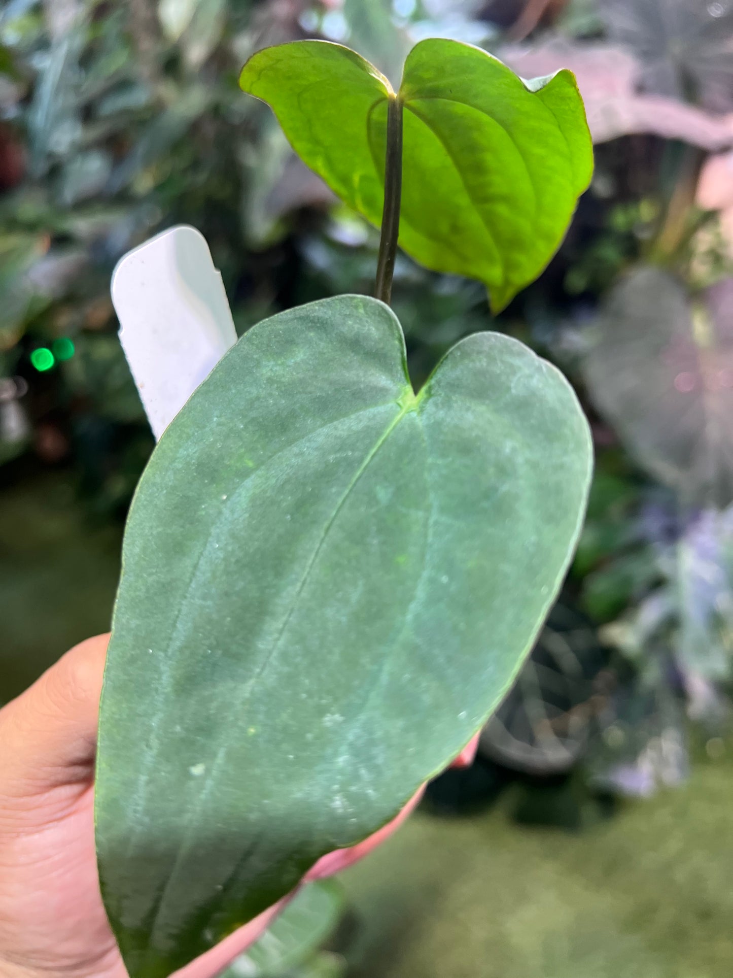 Anthurium (Stripey Mag x BVEP) x (Dress x Carla RL)
