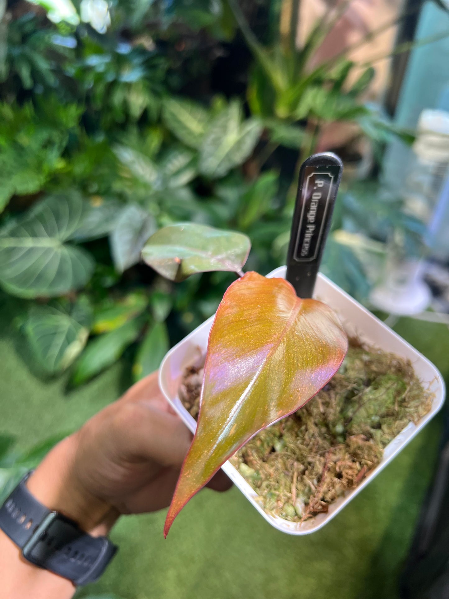 Philodendron Orange Princess