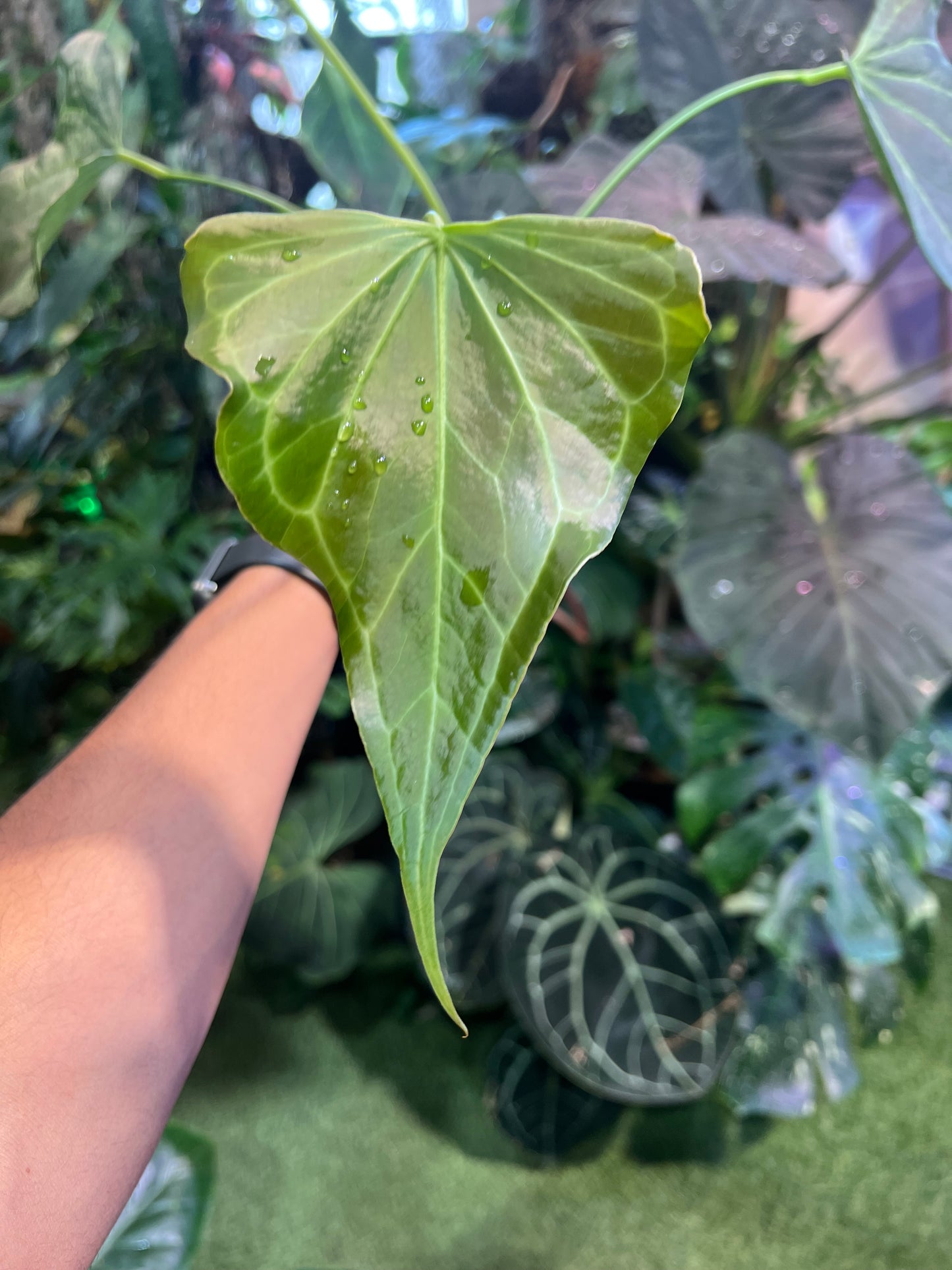 Anthurium Delta Force