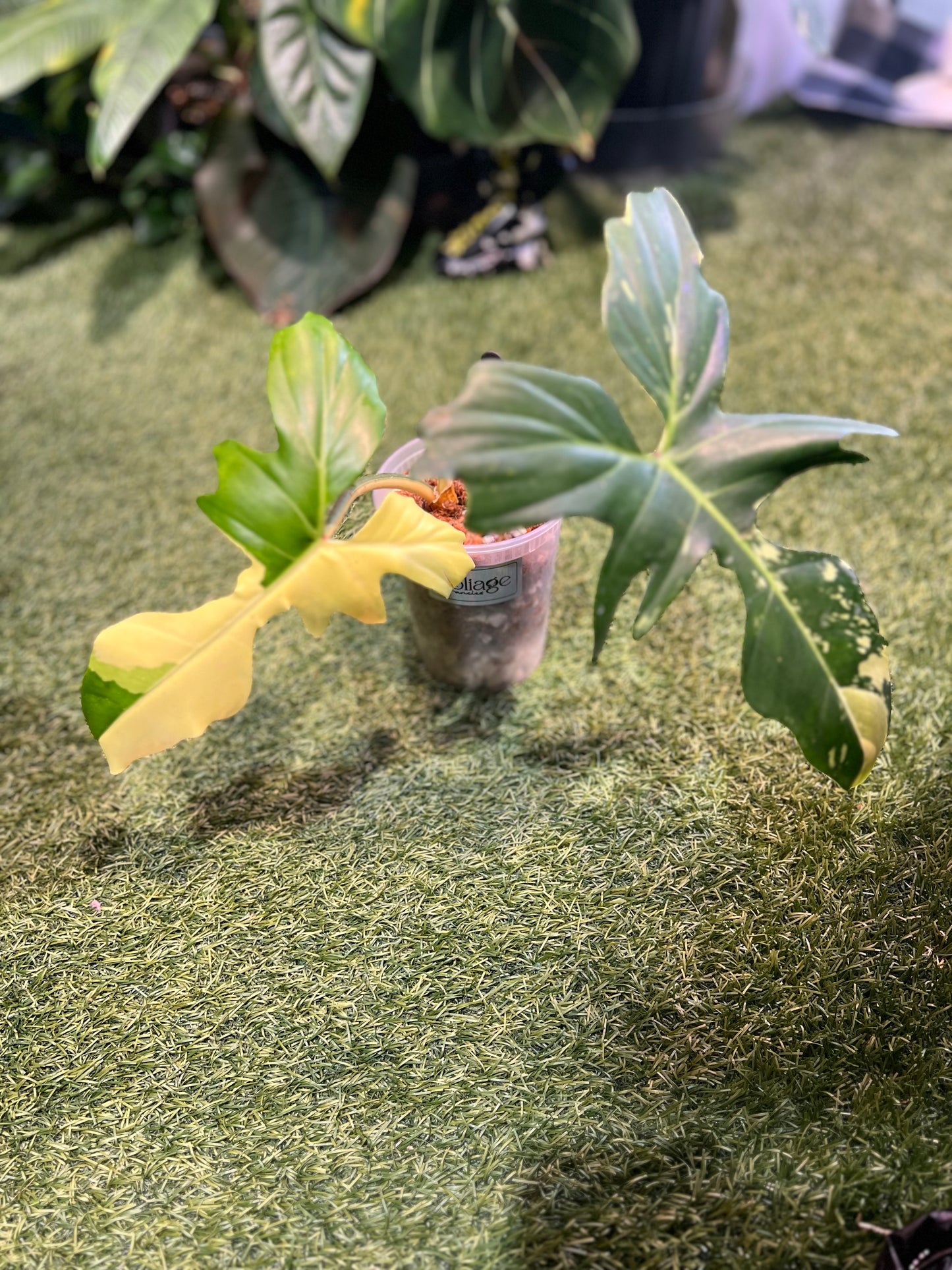 Philodendron Golden Dragon Variegated