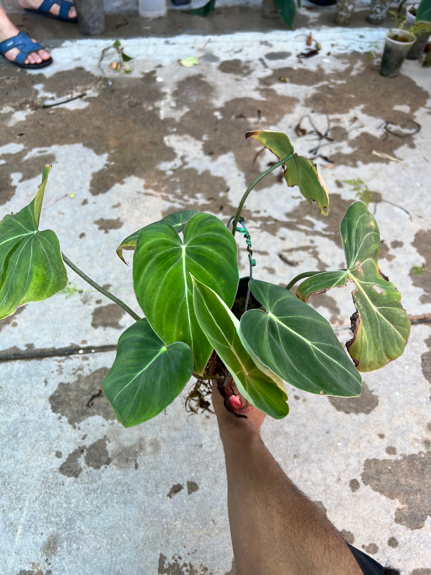 Philodendron Gloriosum (Mini Form)