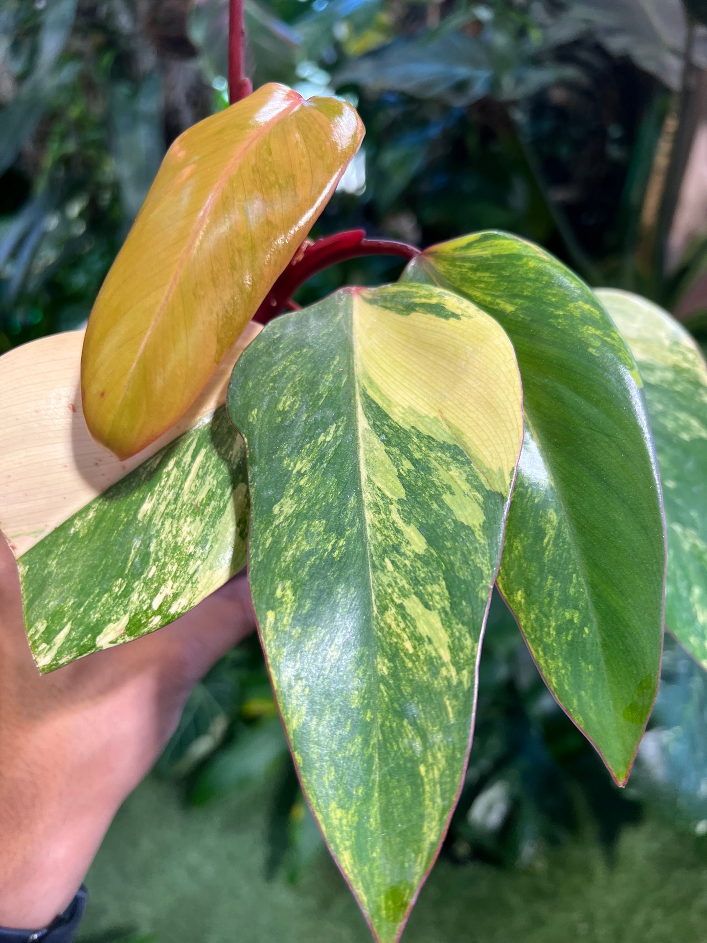 Philodendron Strawberry Shake