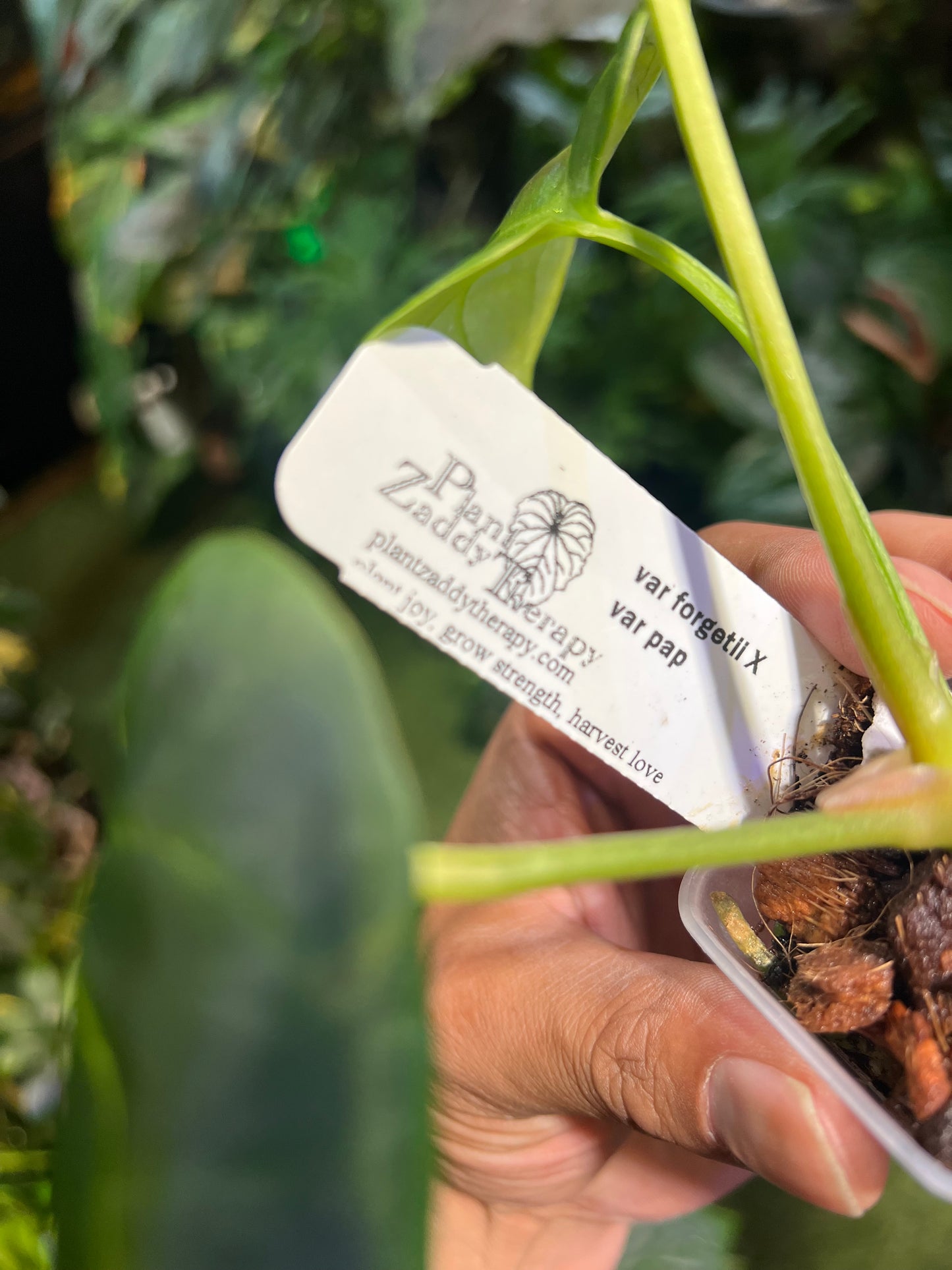 Anthurium Forgetii x Pap