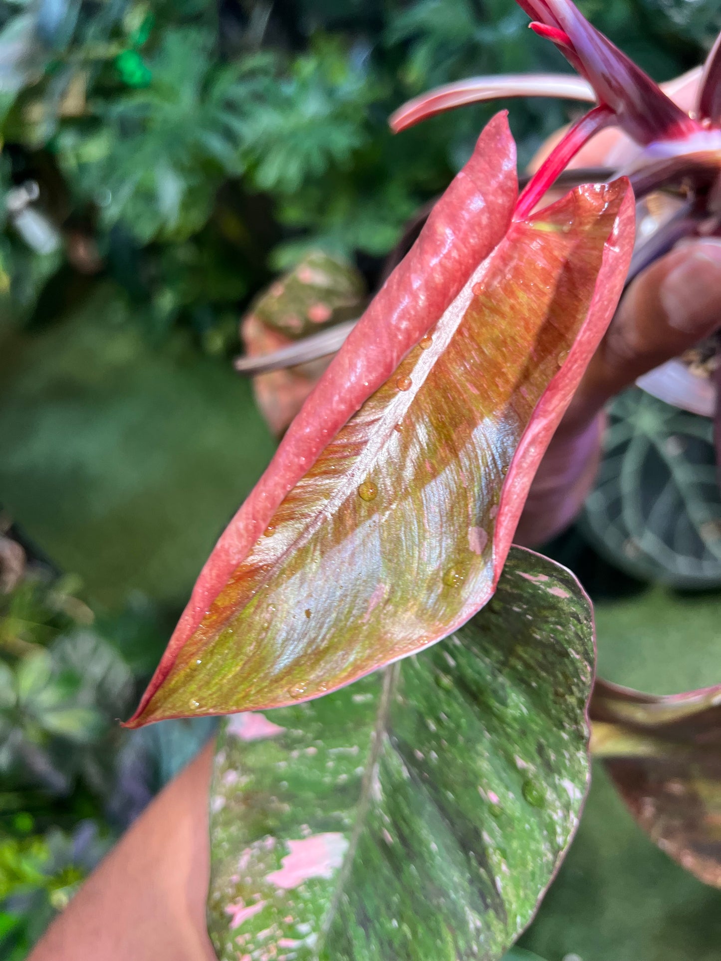 Philodendron Galaxy Tri-Color