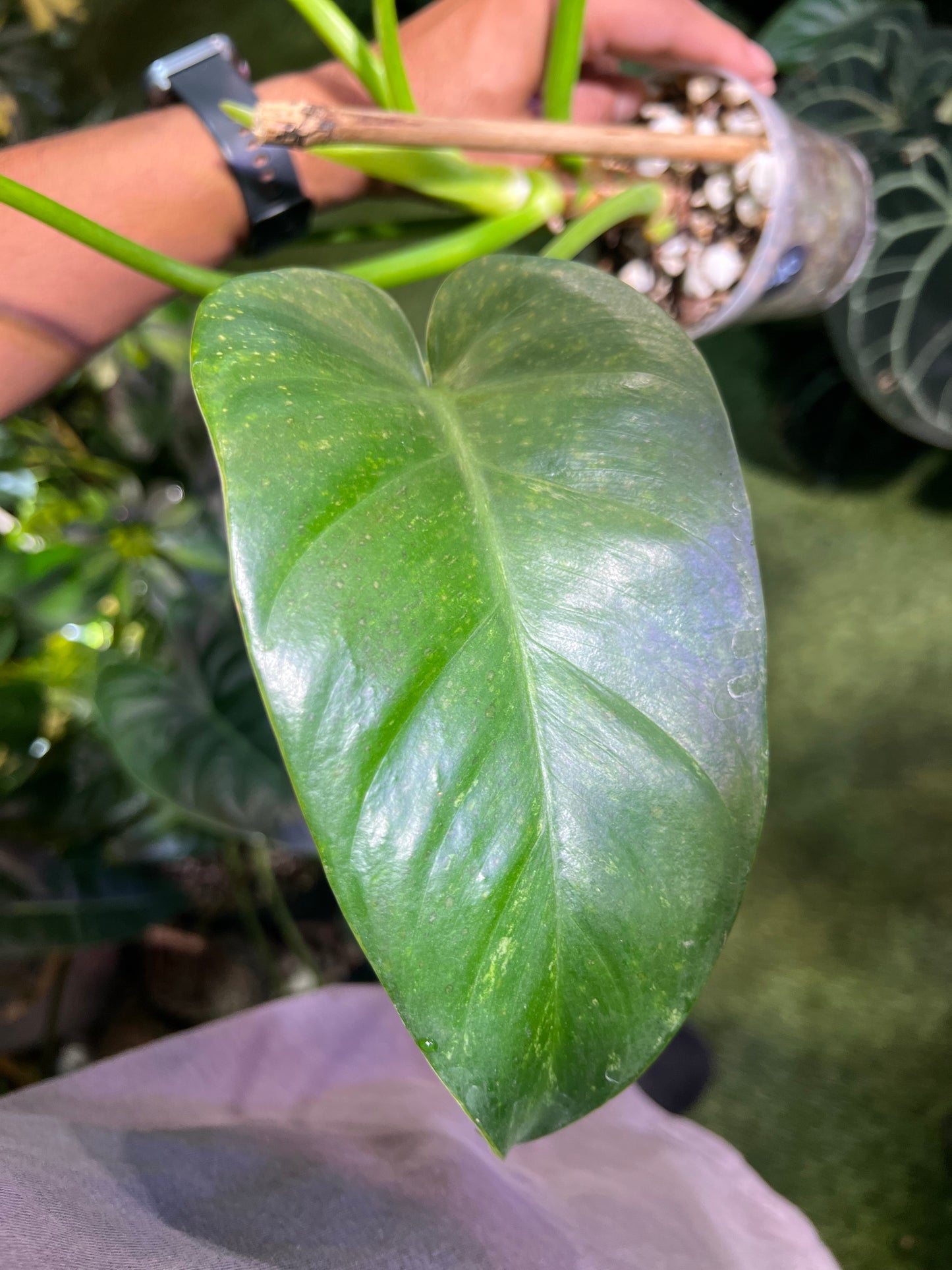 Philodendron Giganteum “Blizzard” (Low Var)