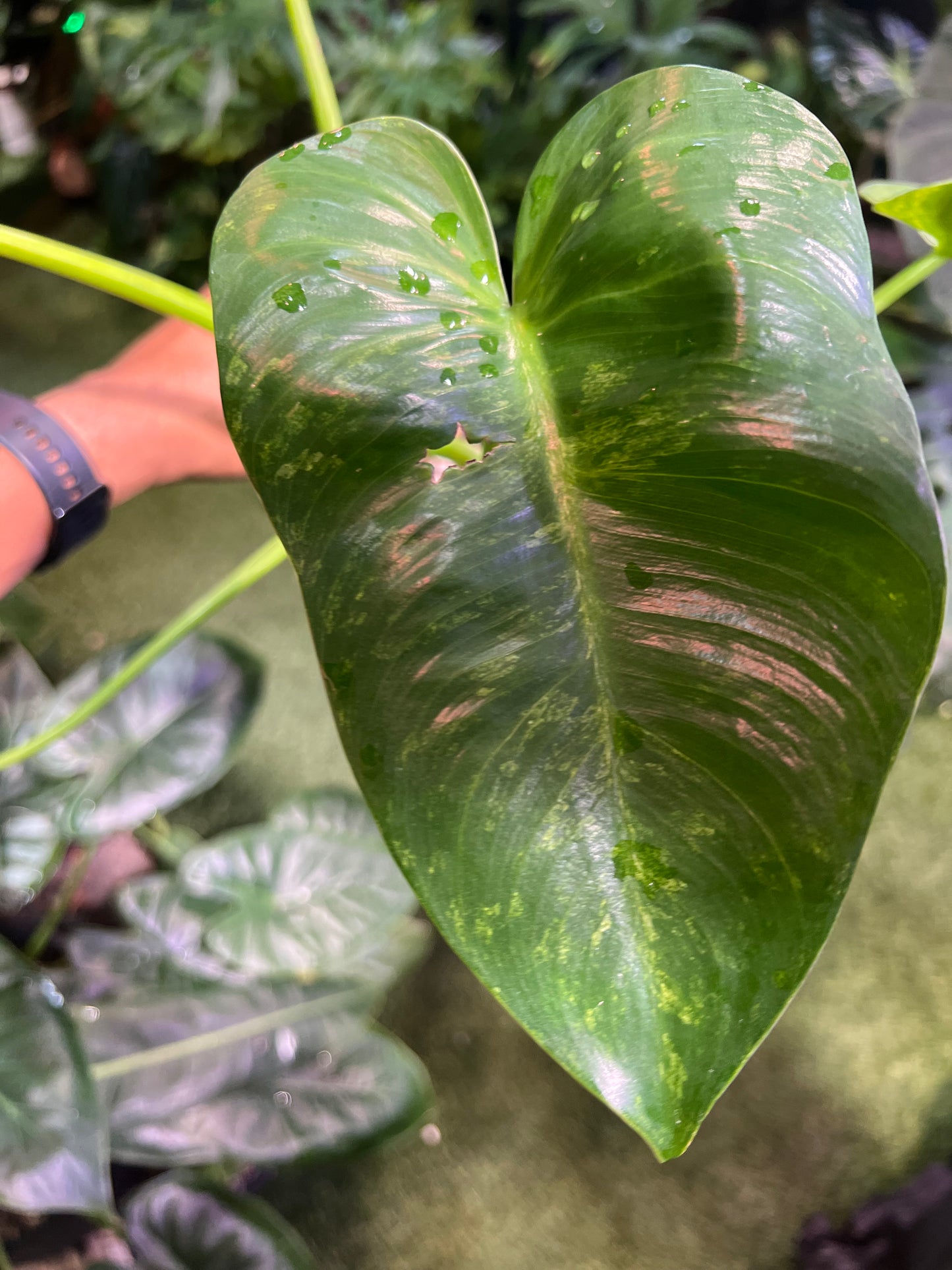 Philodendron Giganteum “Blizzard” (Low Var)
