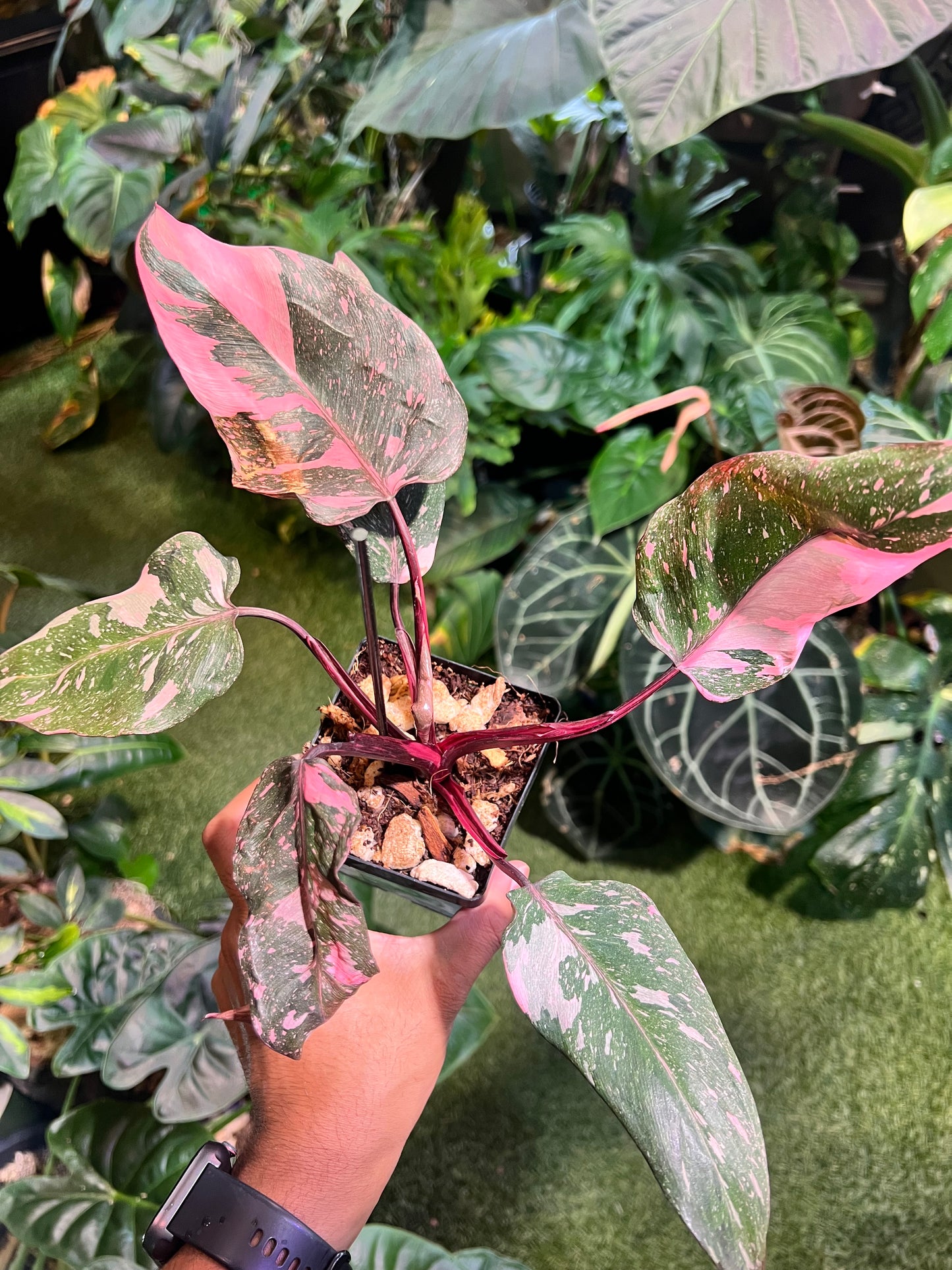 Philodendron Pink Princess Galaxy