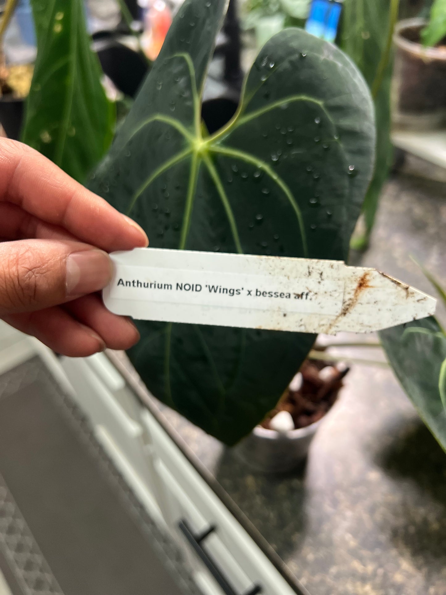 Anthurium NOID “Wings” x Besseae AFF