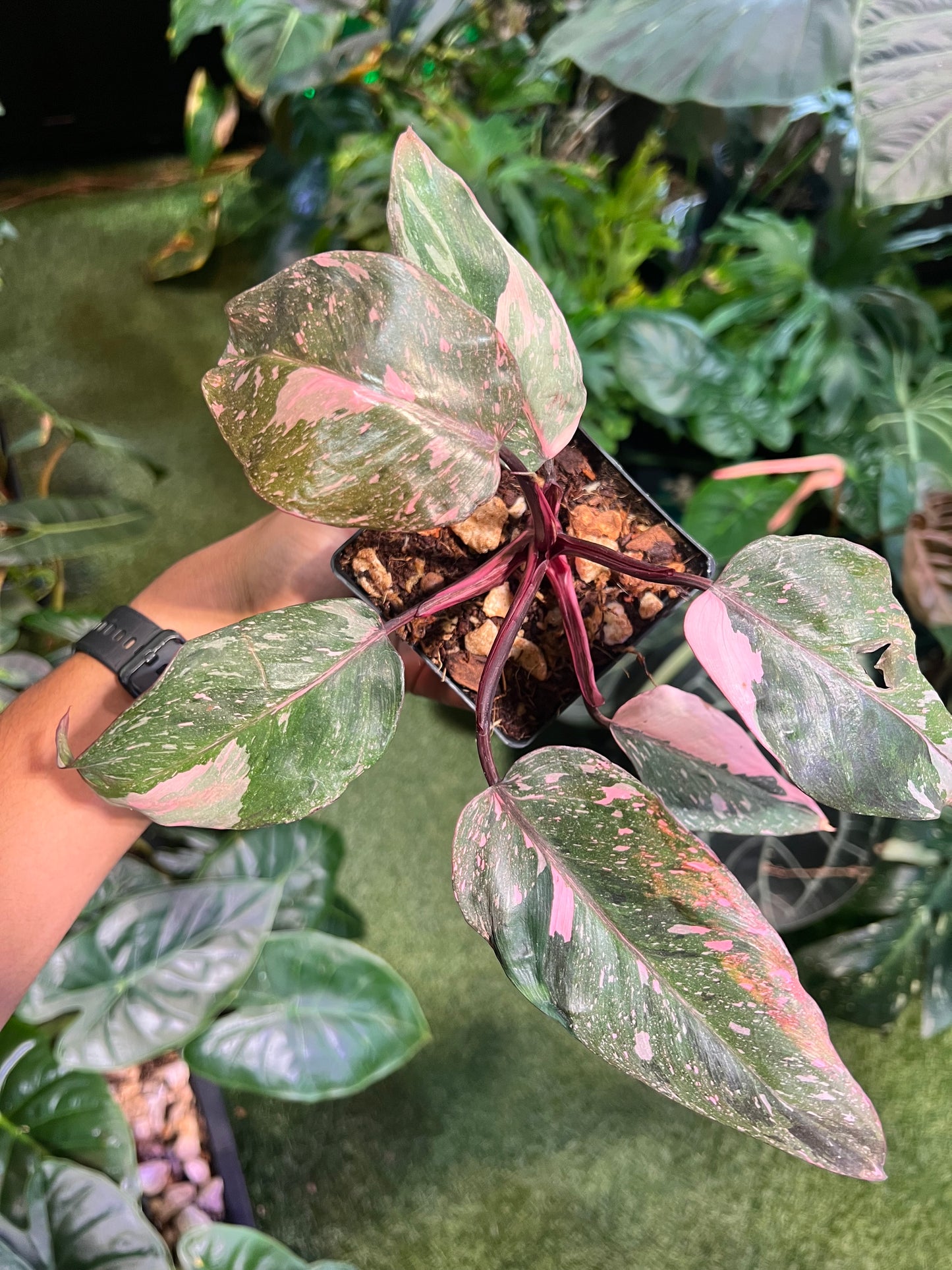 Philodendron Pink Princess Galaxy