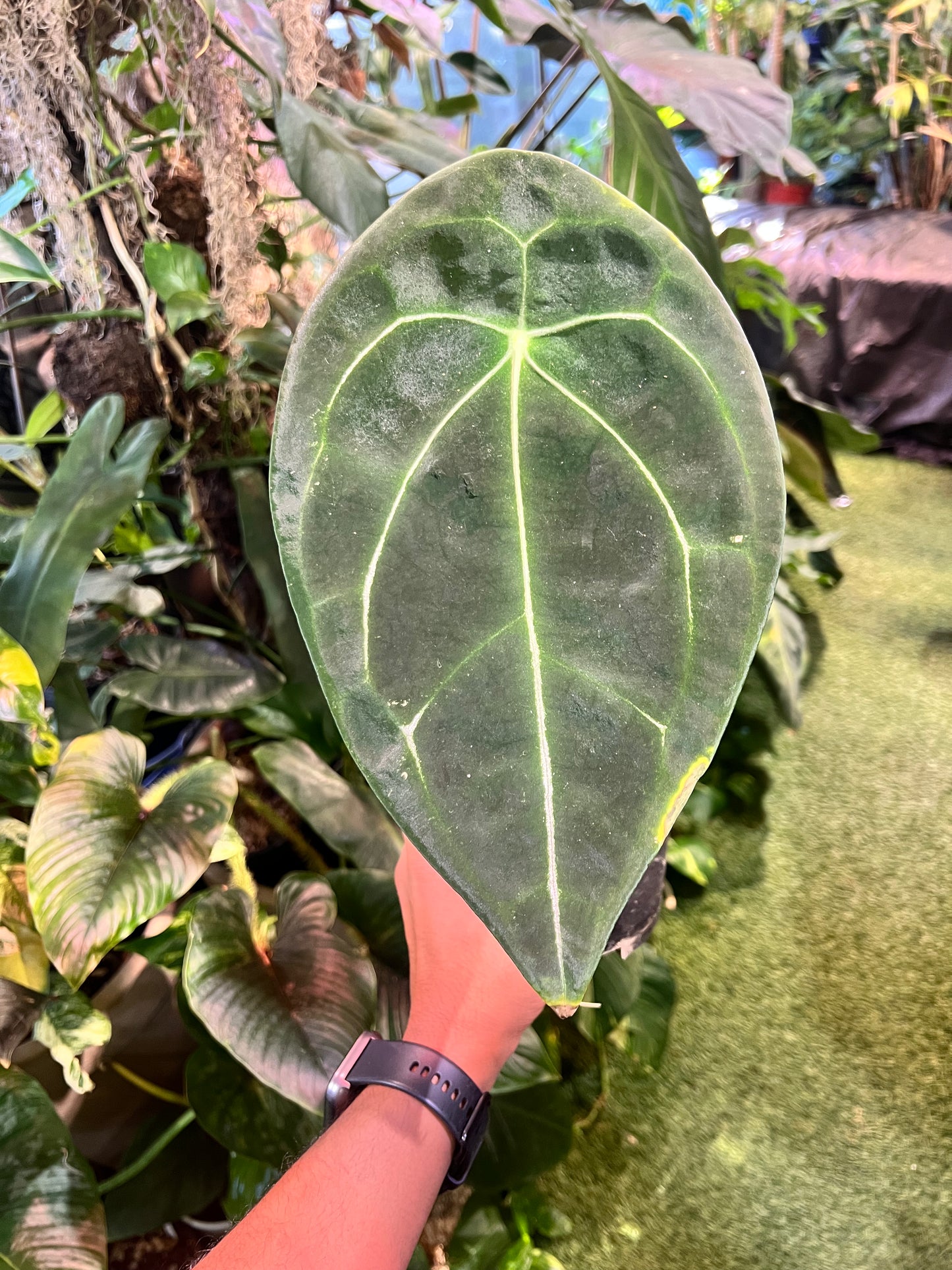 Anthurium Forgetii