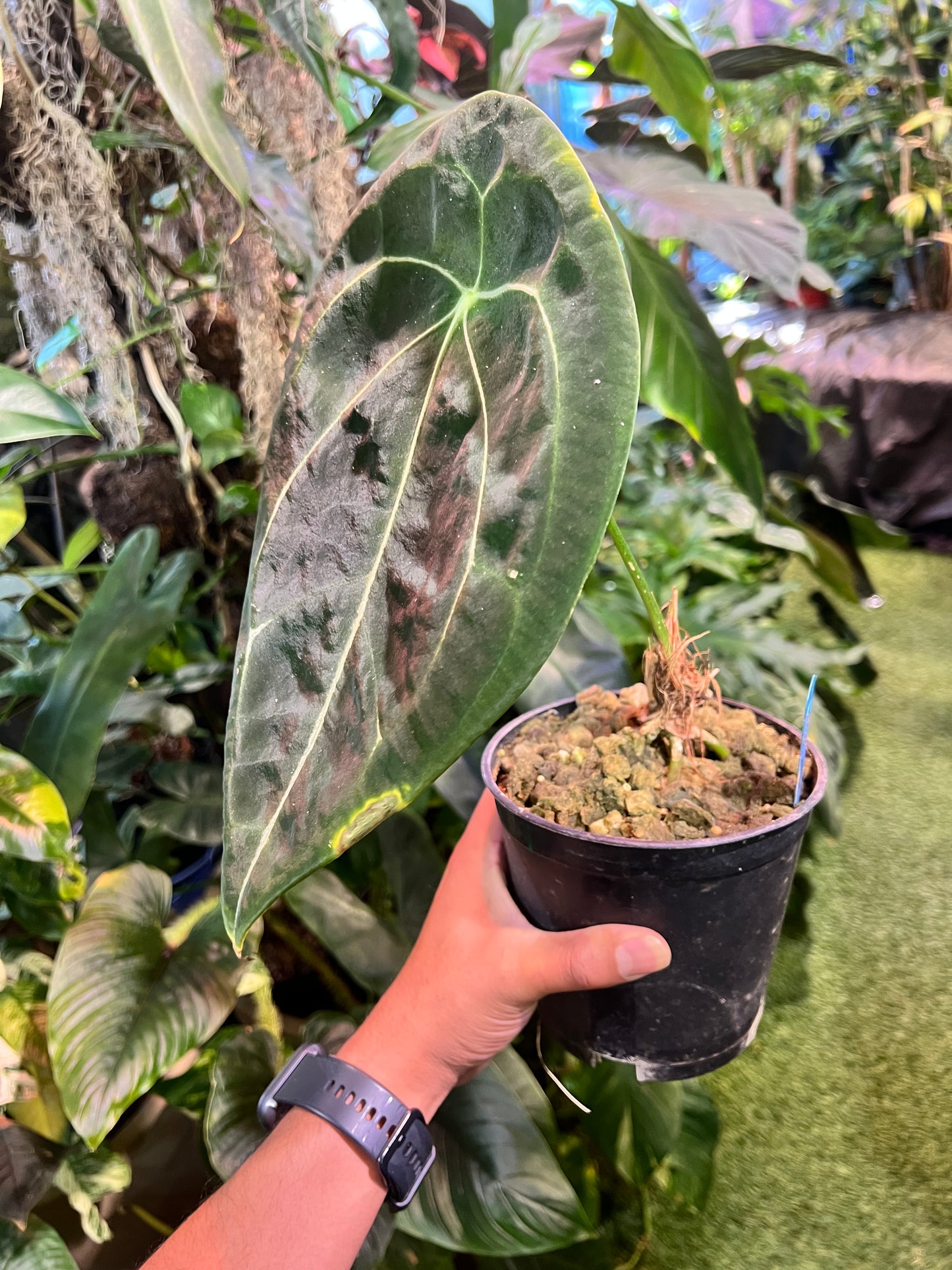 Anthurium Forgetii