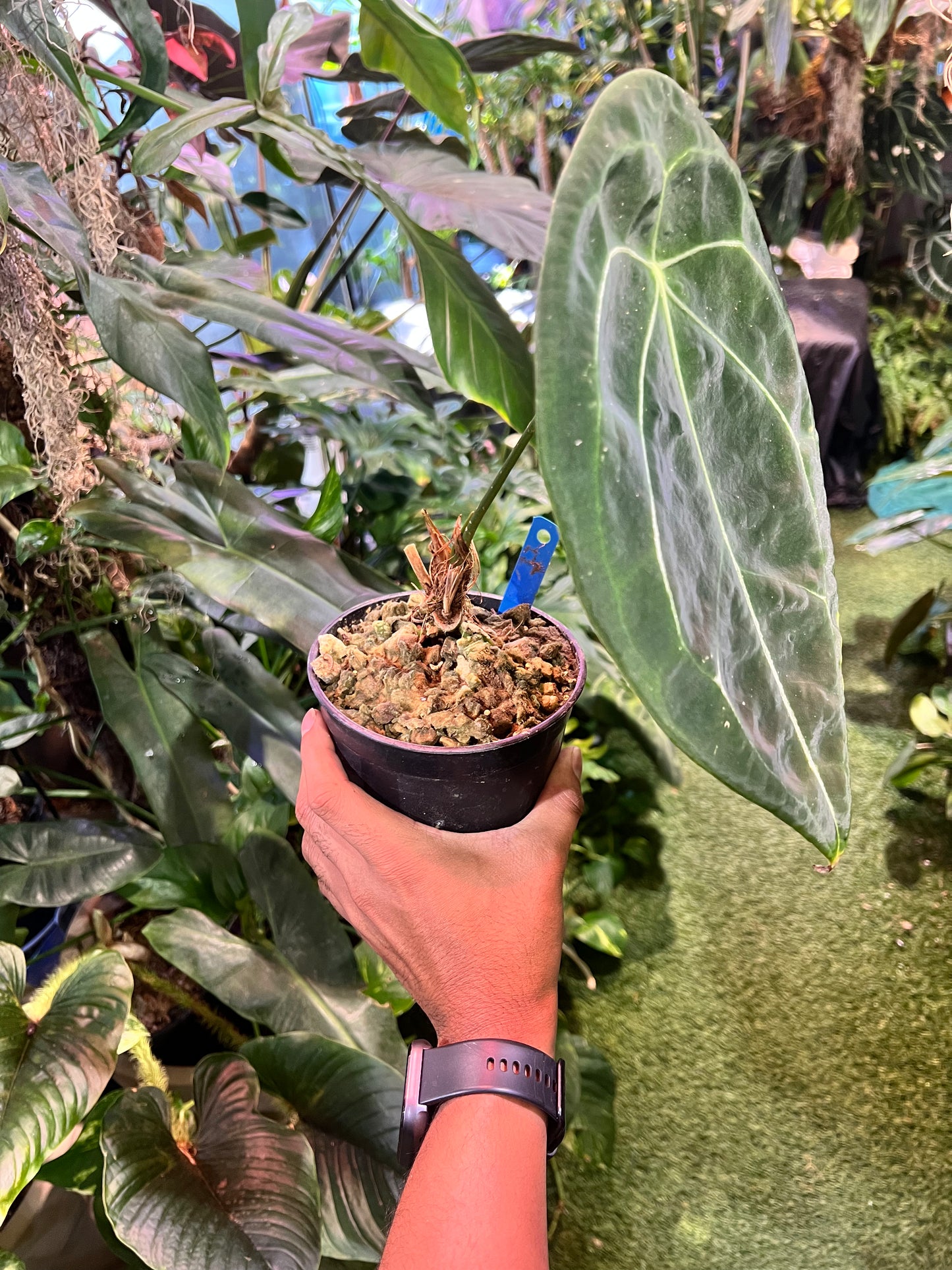 Anthurium Forgetii