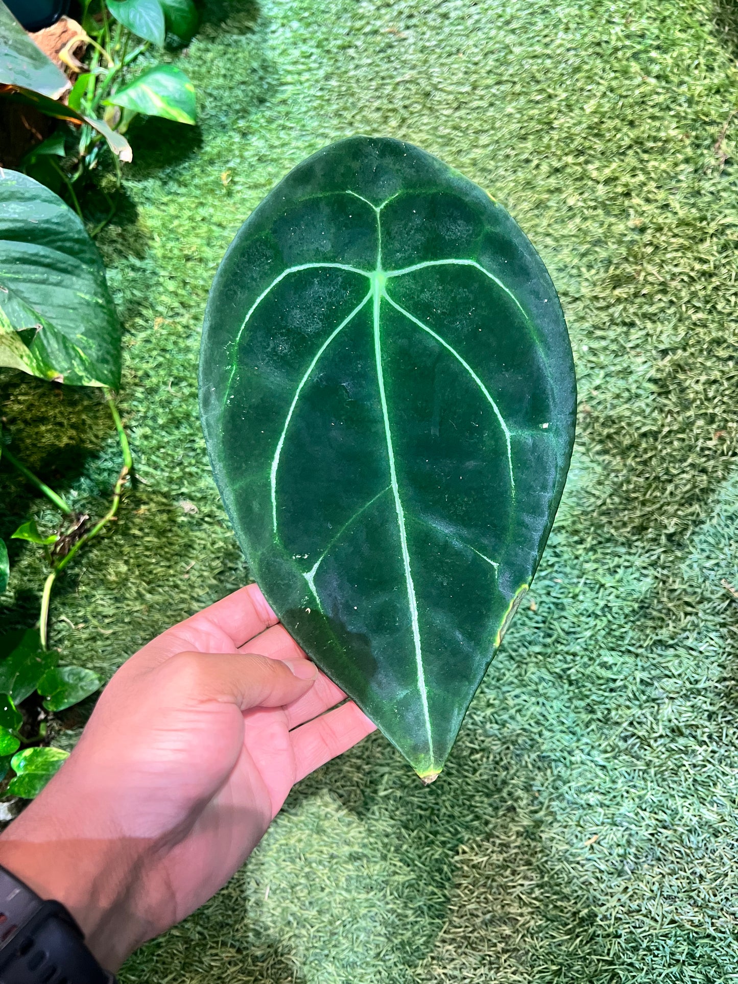 Anthurium Forgetii