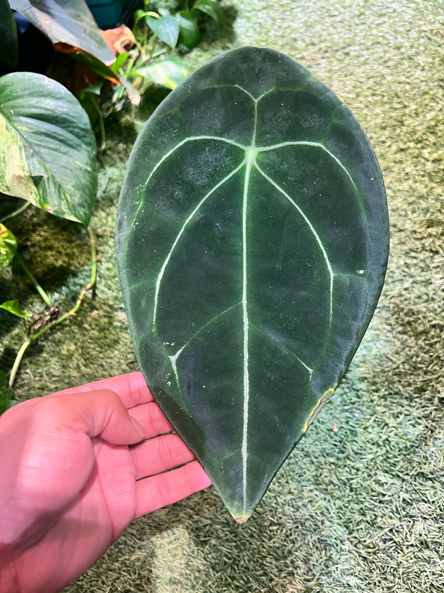 Anthurium Forgetii