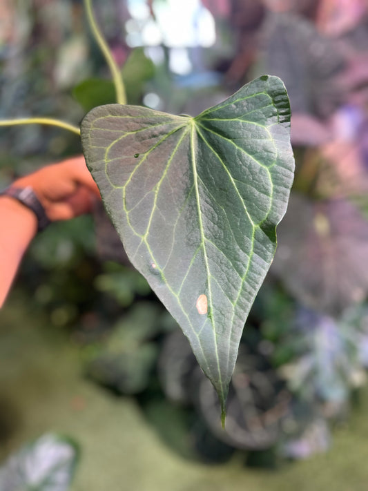 Anthurium Delta Force
