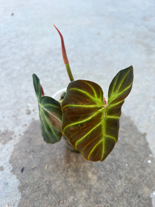 Philodendron Verrucosum”Amazon Sunset”