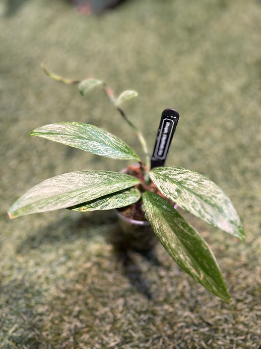 Rhaphidophora Elliptifolia Variegated