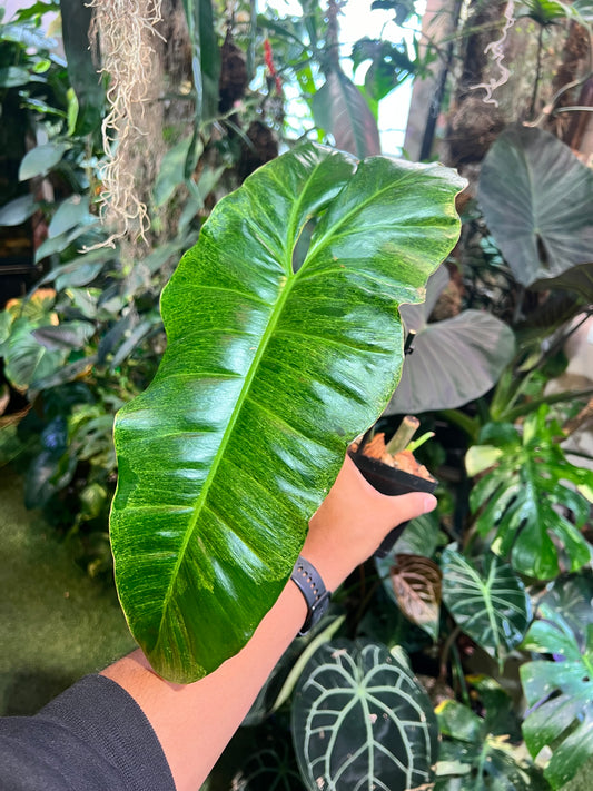 Philodendron Paraiso Verde